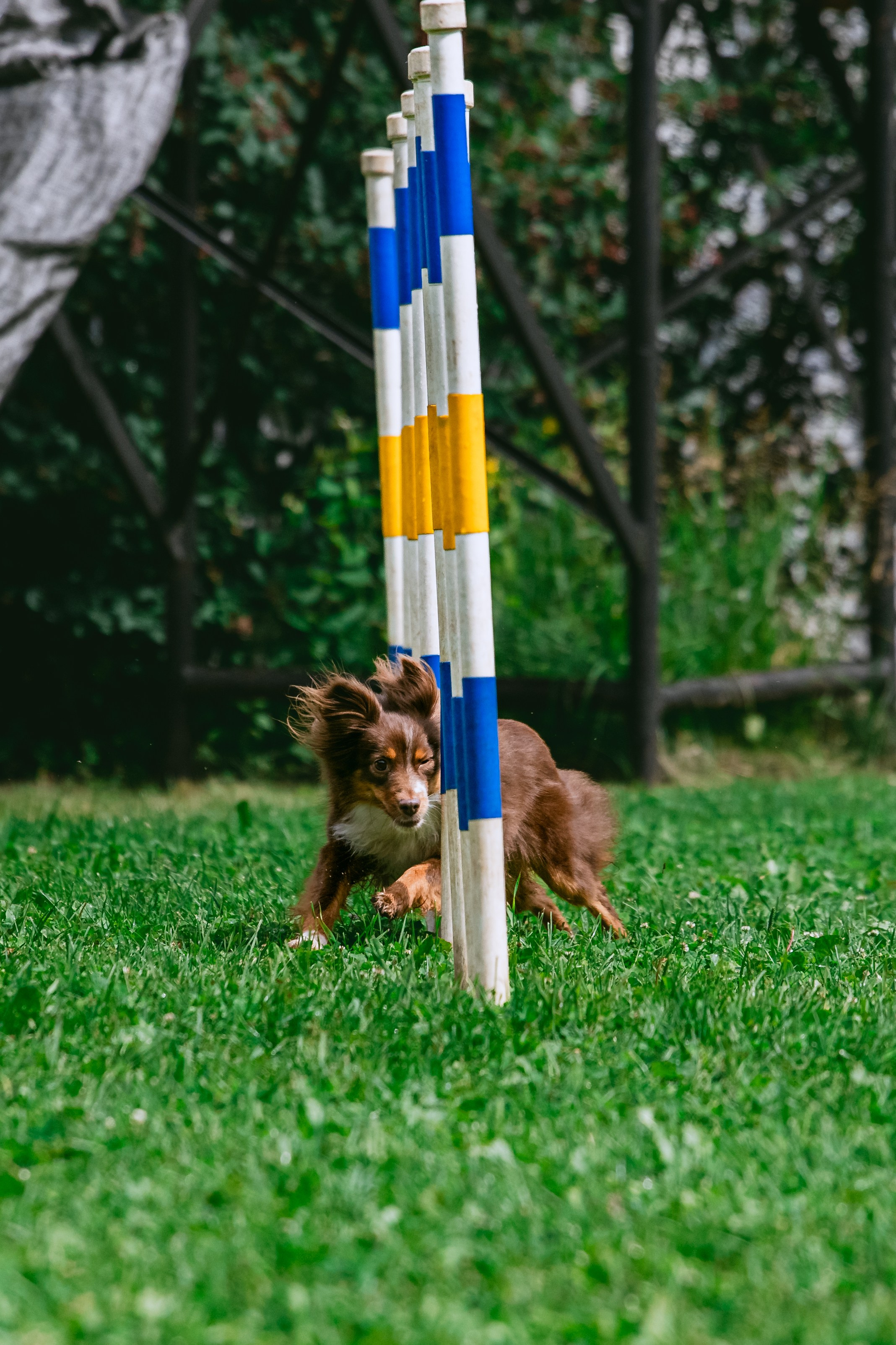 Соревнования по аджилити Долгопрудный 30.06.2025. Фотограф-анималист Татьяна Степанова