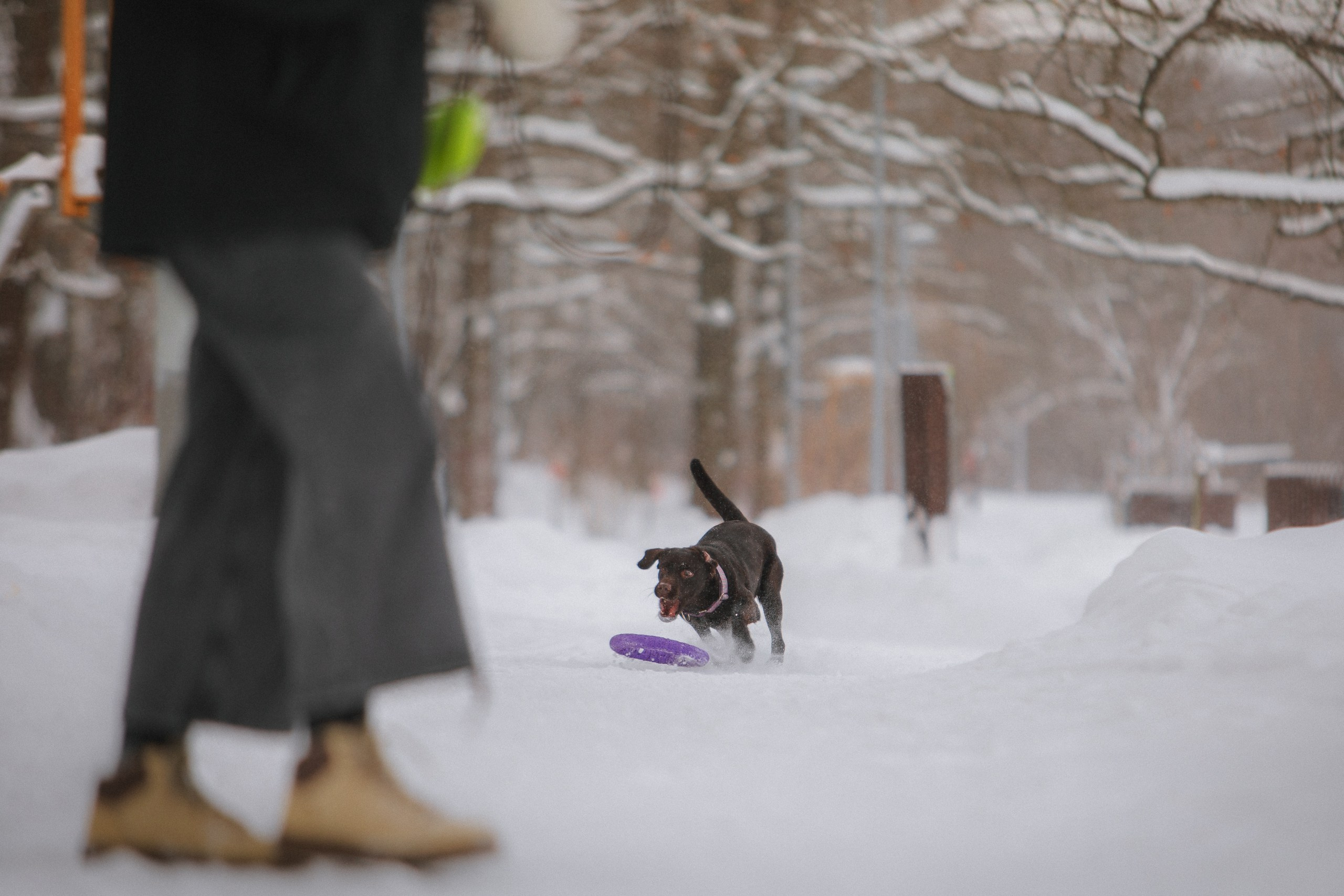Йоло и Акира. Фотограф анималист Кузнецова Анна Нижний Новгород