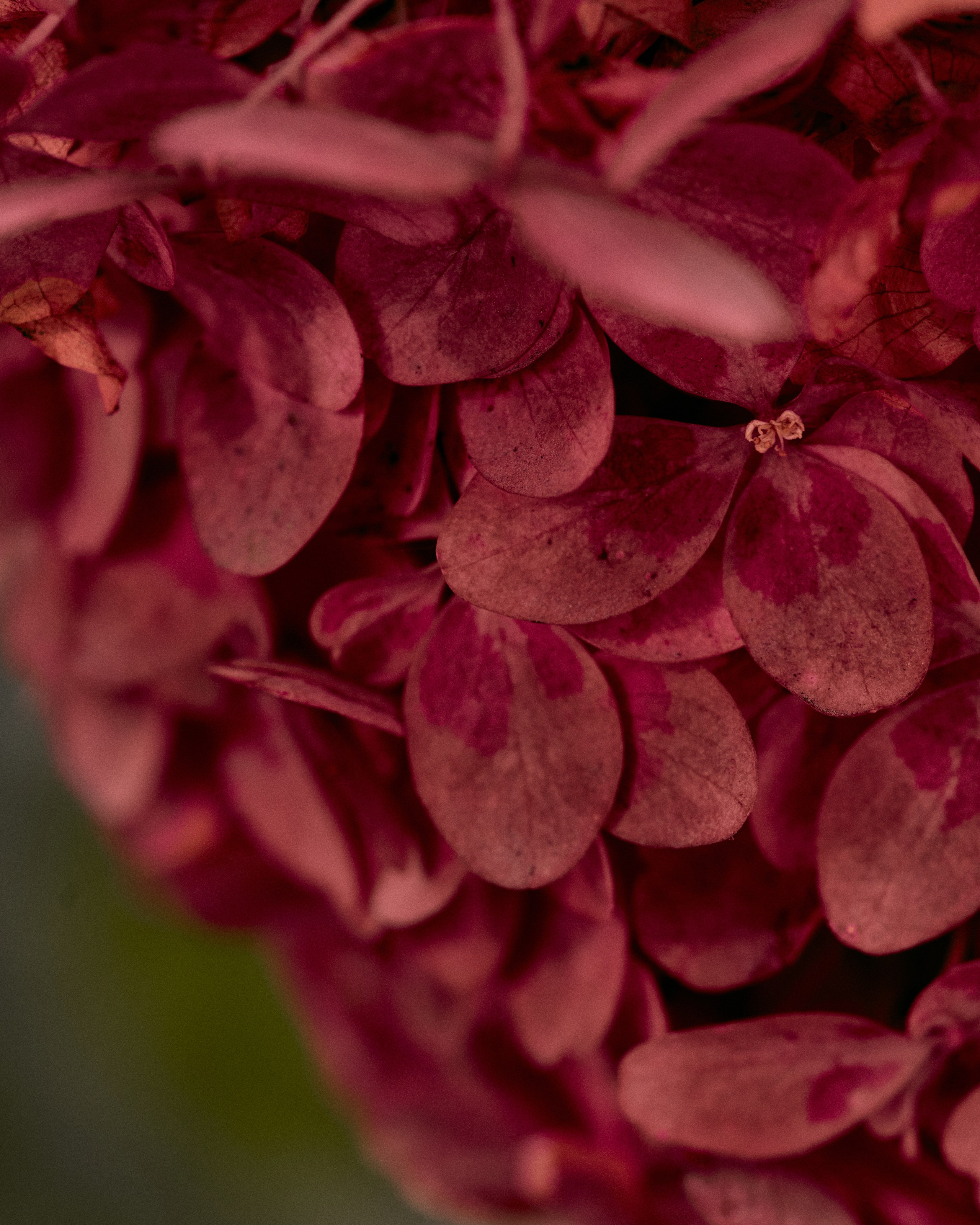 CORNUS. Фотограф Москва Сергей Громов