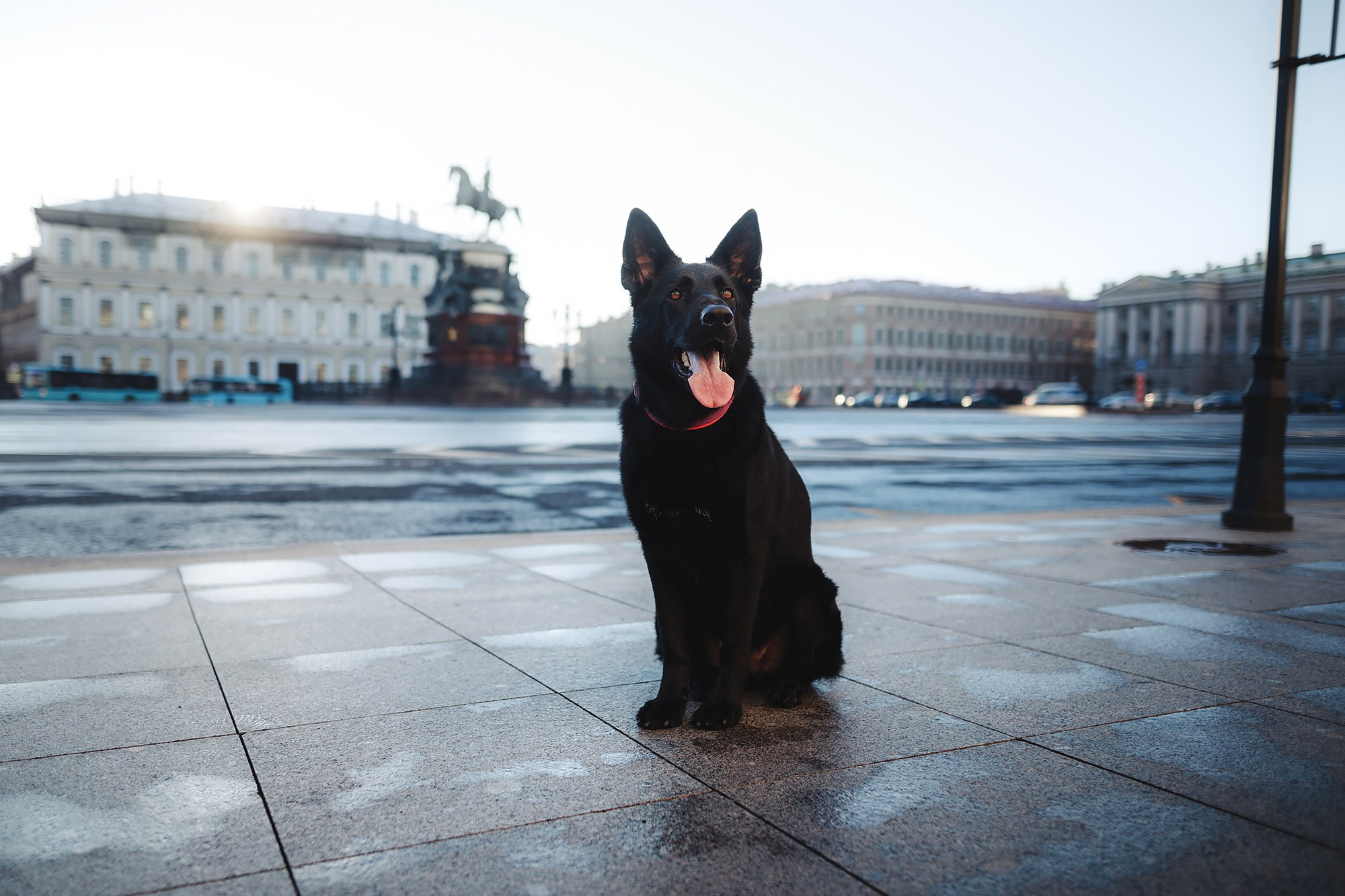 Алена, Кай и Мара. Фотограф-анималист Mary Mart — Москва, Питер