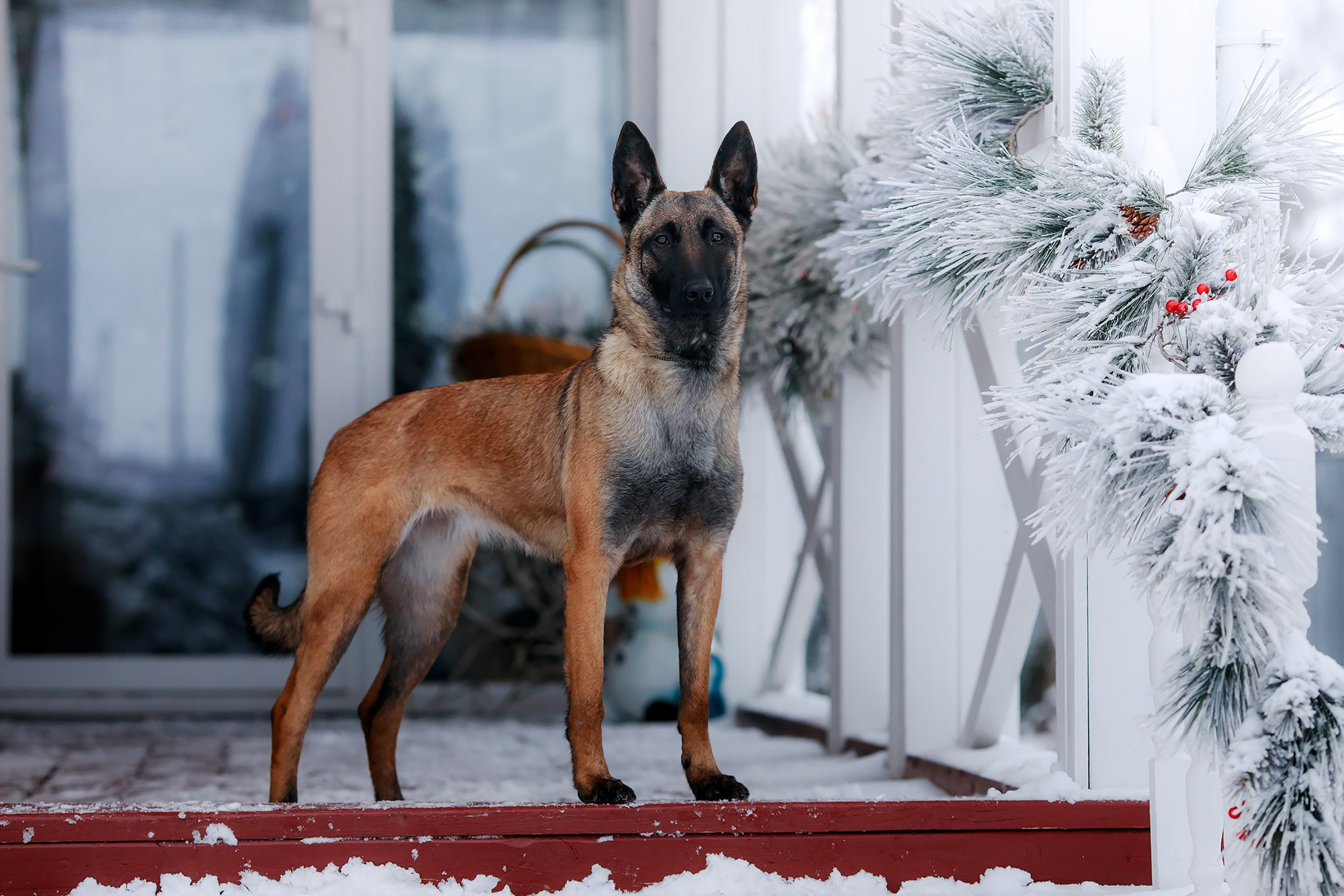 Зимние портреты. Фотограф-анималист Mary Mart — Москва, Питер