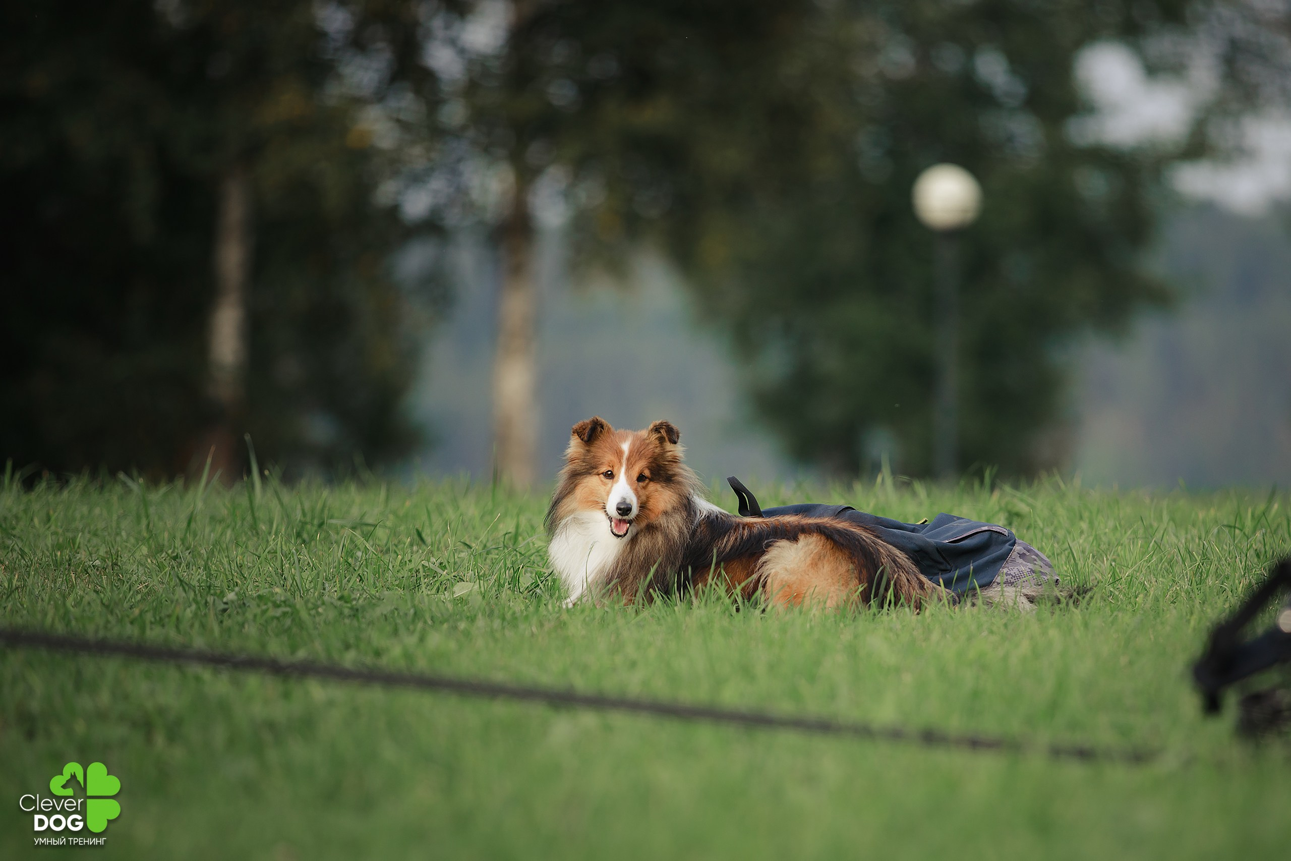 Кинологический лагерь CleverDog, 2024. Фотограф-анималист Mary Mart — Москва, Питер