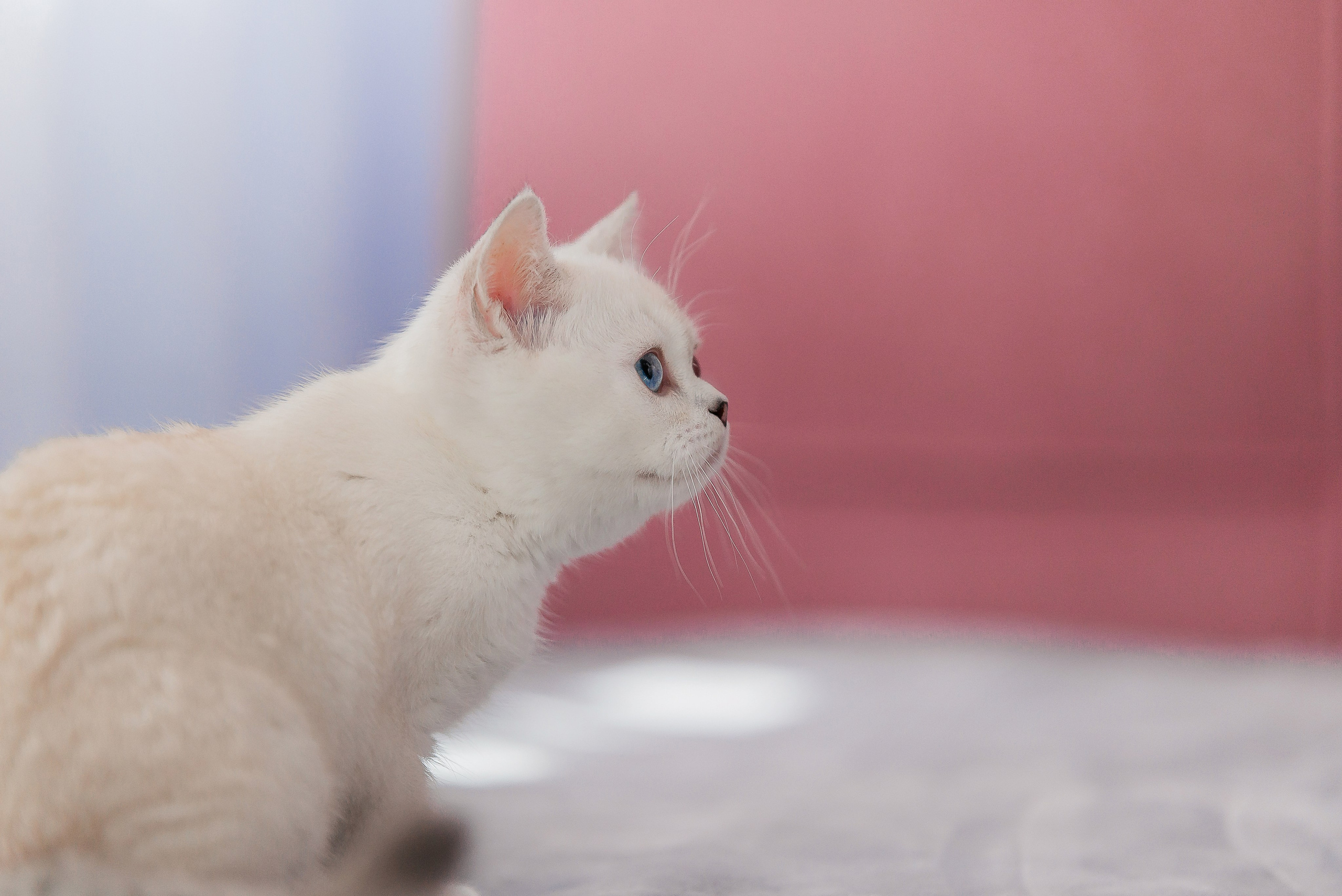 Питомец в кадре. Фотограф-анималист Анастасия Парфенова|Екатеринбург