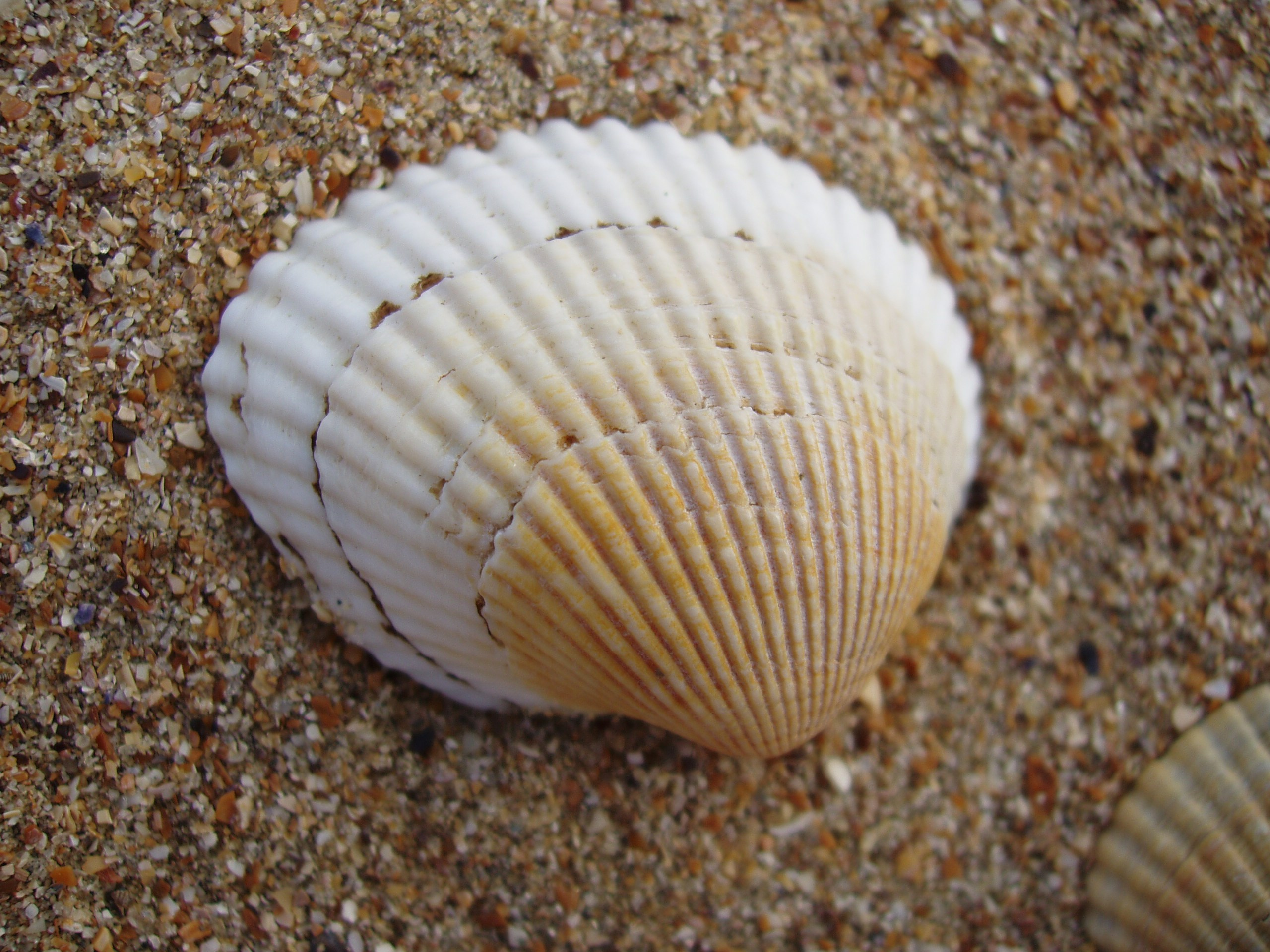 Отпуск 13.07-24.08. Семейный, Свадебный фотограф СПБ Питер— Романова Екатерина