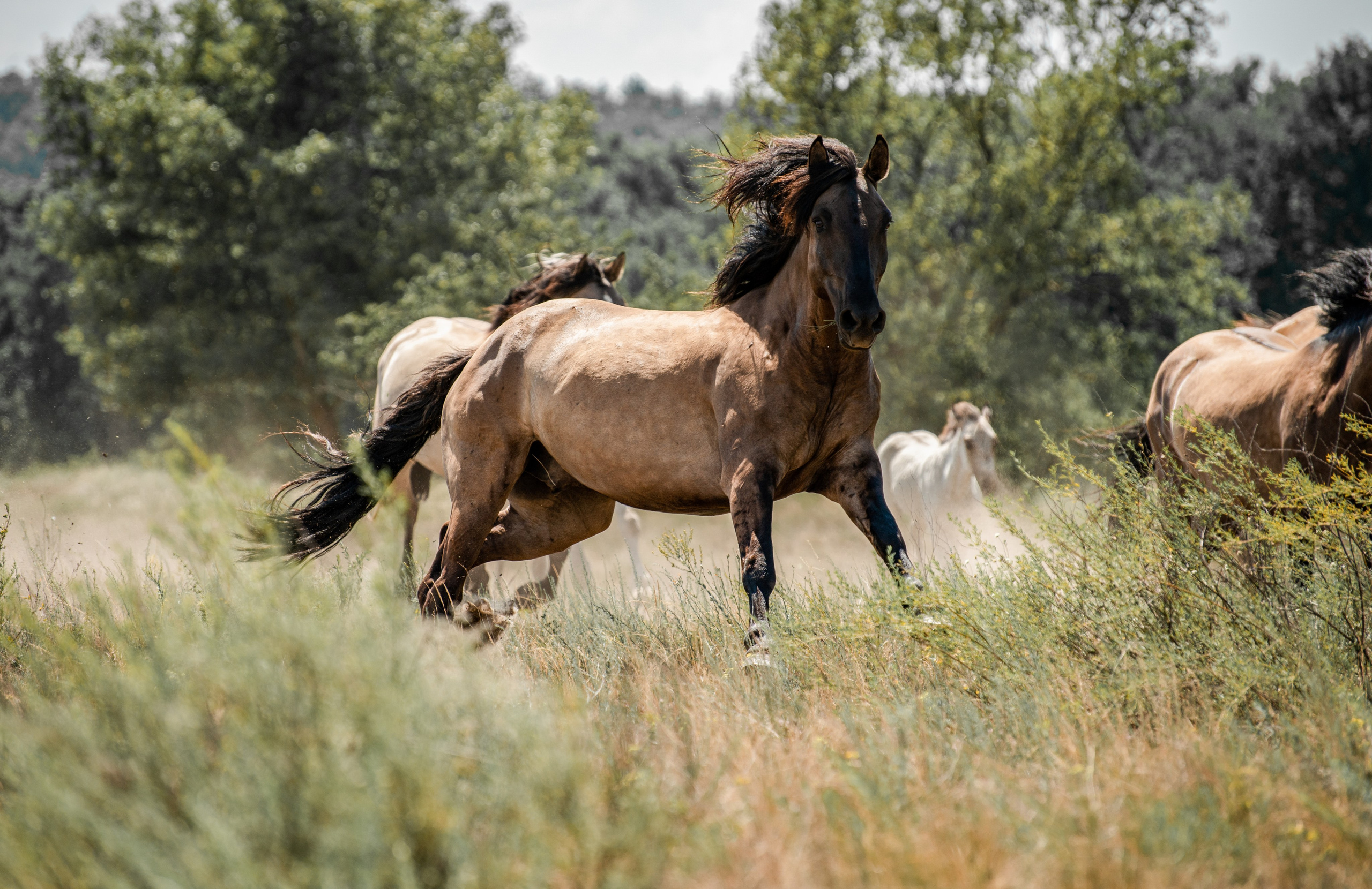 Купала в Родославном. Конный фотограф в Саратове Юлия Иванова