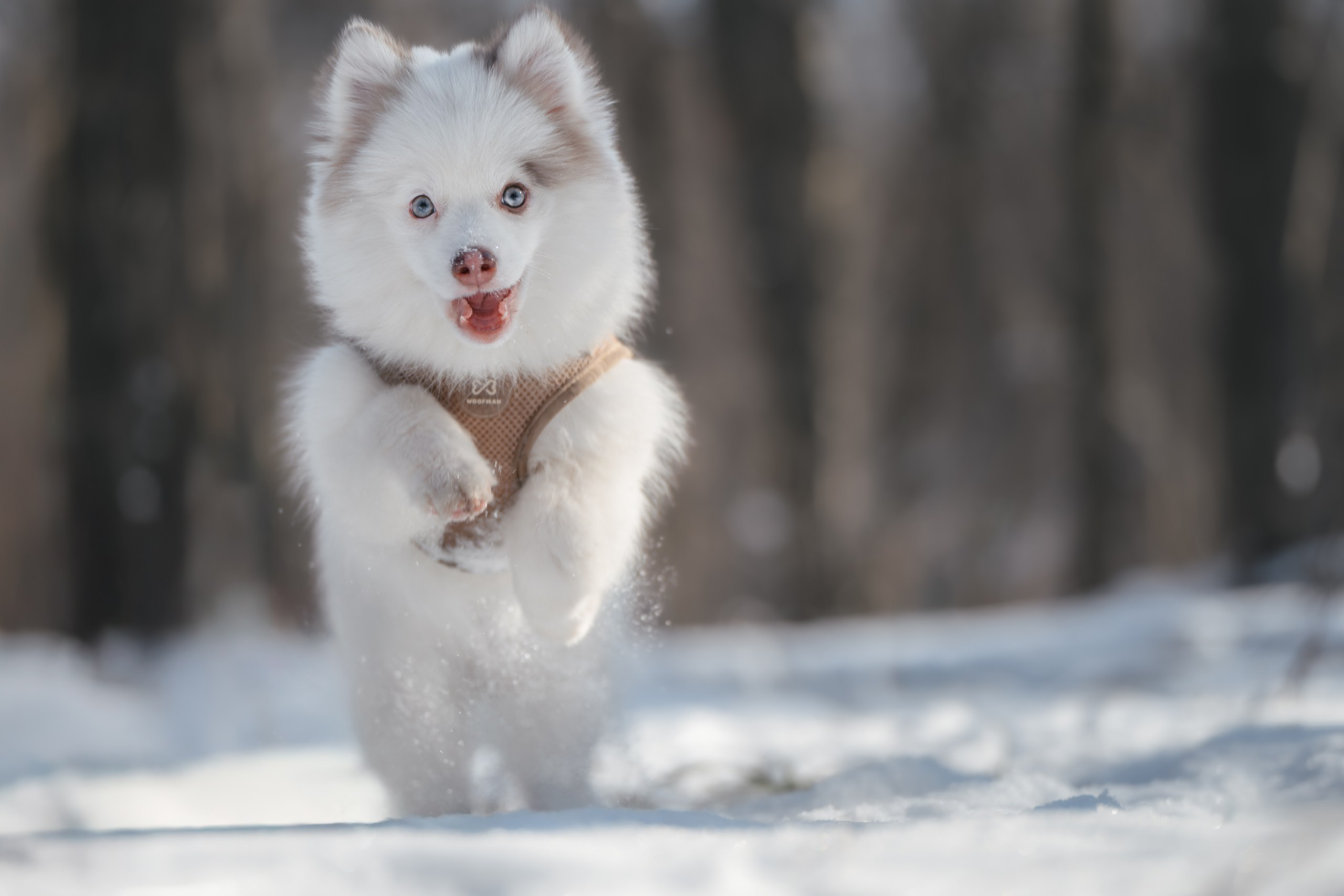 Виктория и 4 помски. Фотограф Анималист в Москве Анастасия Жучкова