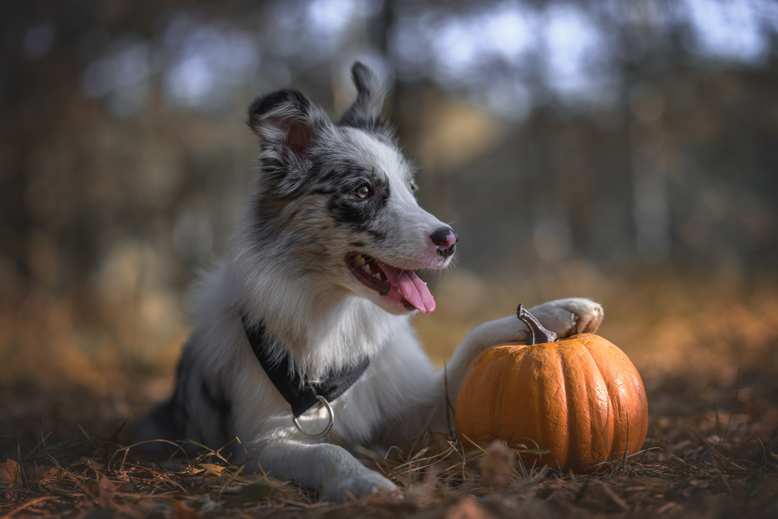 Хэллоуин. Фотограф Анималист в Москве Анастасия Жучкова