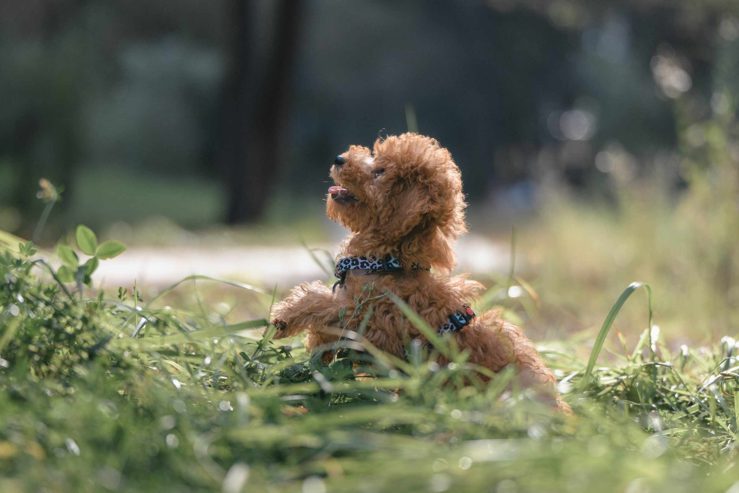Щенок той-пуделя. Фотограф Анималист в Москве Анастасия Жучкова
