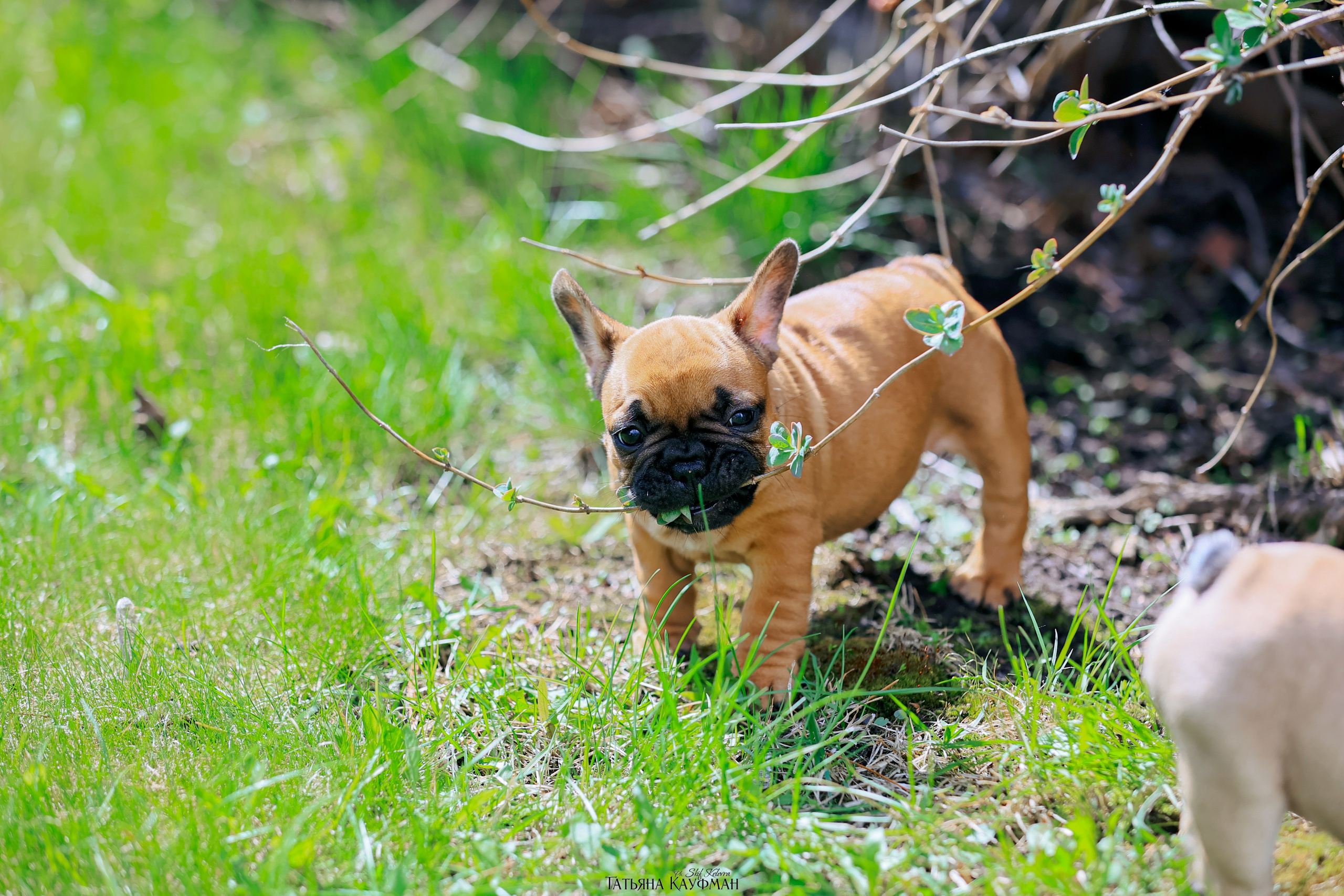 Французский бульдог, фотография французского бульдога, щенки бульдога, щенки французского бульдога, красивая собака, фотограф анималист, фотокурс Анималистика, научиться фотографировать собак, фотограф Новосибирск