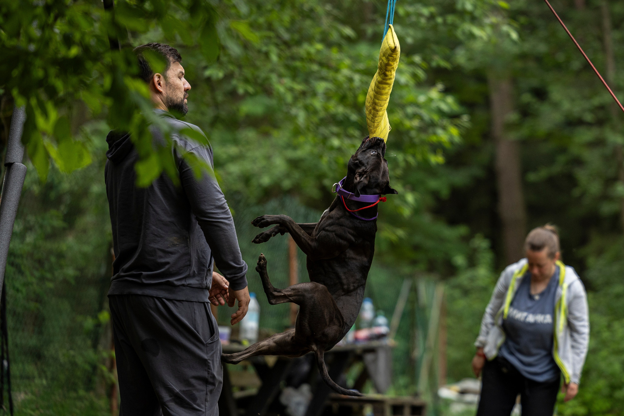 Пит-стафф многоборье. Фотограф-анималист Анна Маринич