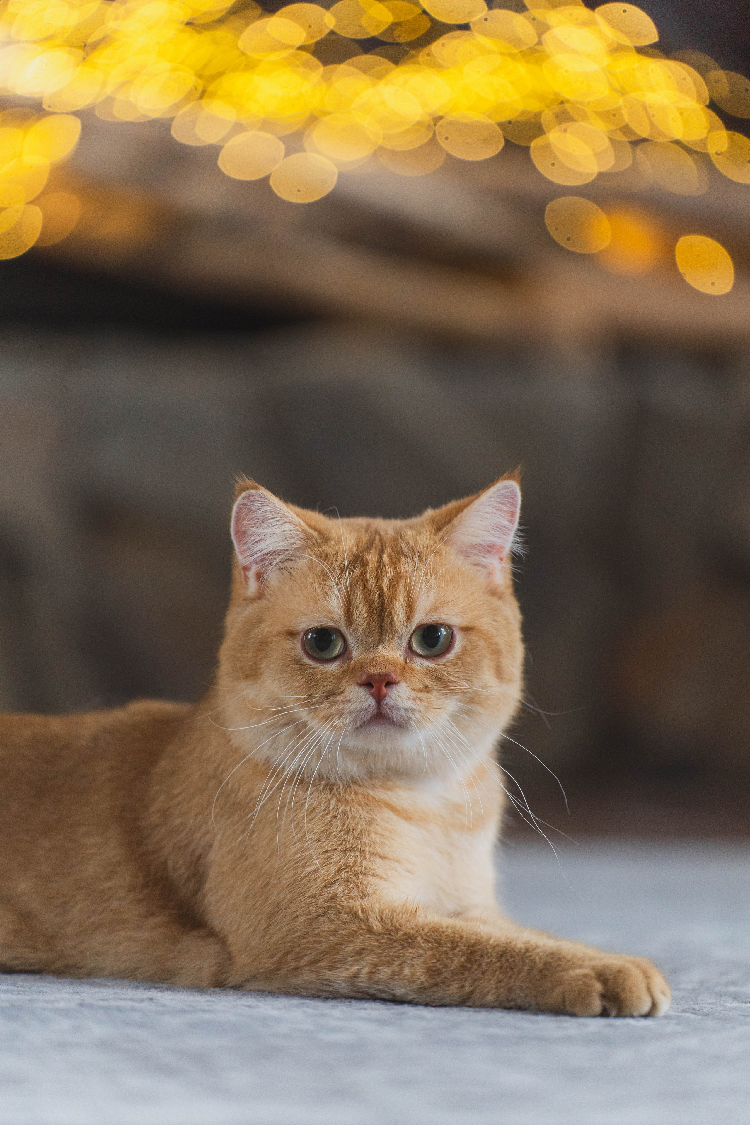 Питомник Шотландских кошек. Фотограф в Москве Ленарская Дарья