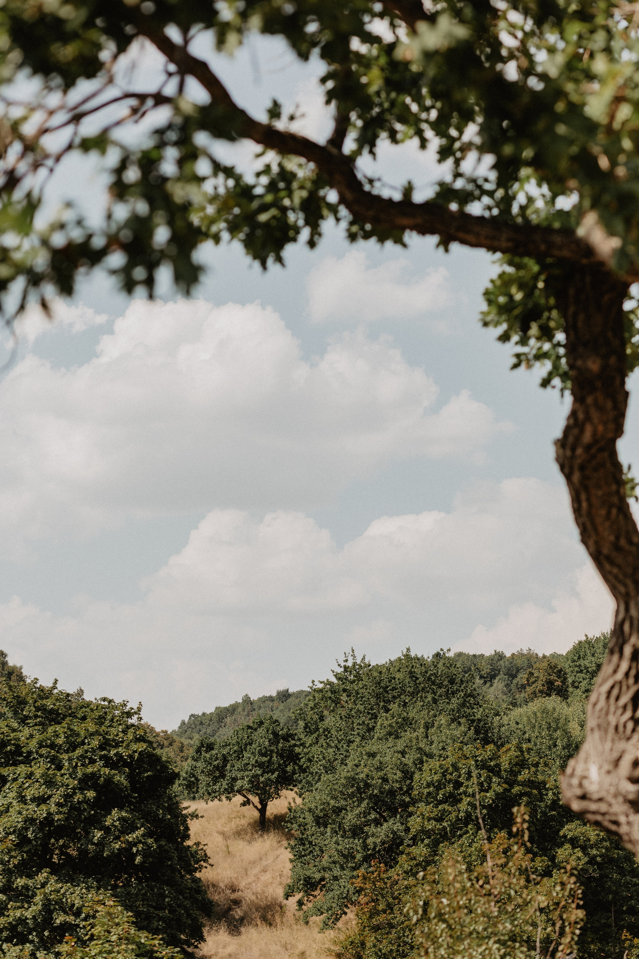Настя и Максим. Свадебный и семейный фотограф в Таганроге Козлова Анна
