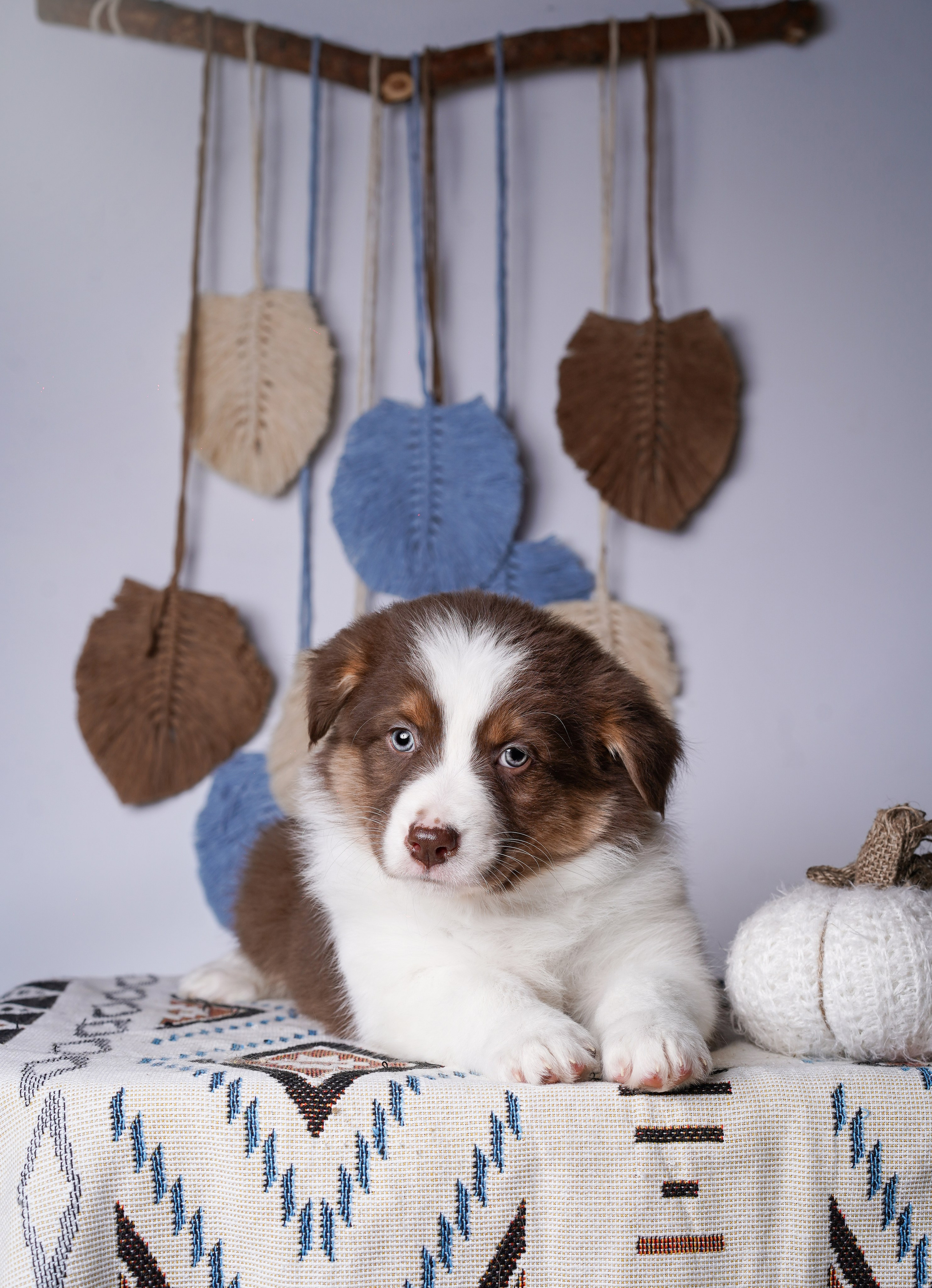 Щенки аусси. Фотограф-анималист в Санкт-Петербурге Яна Мартынова