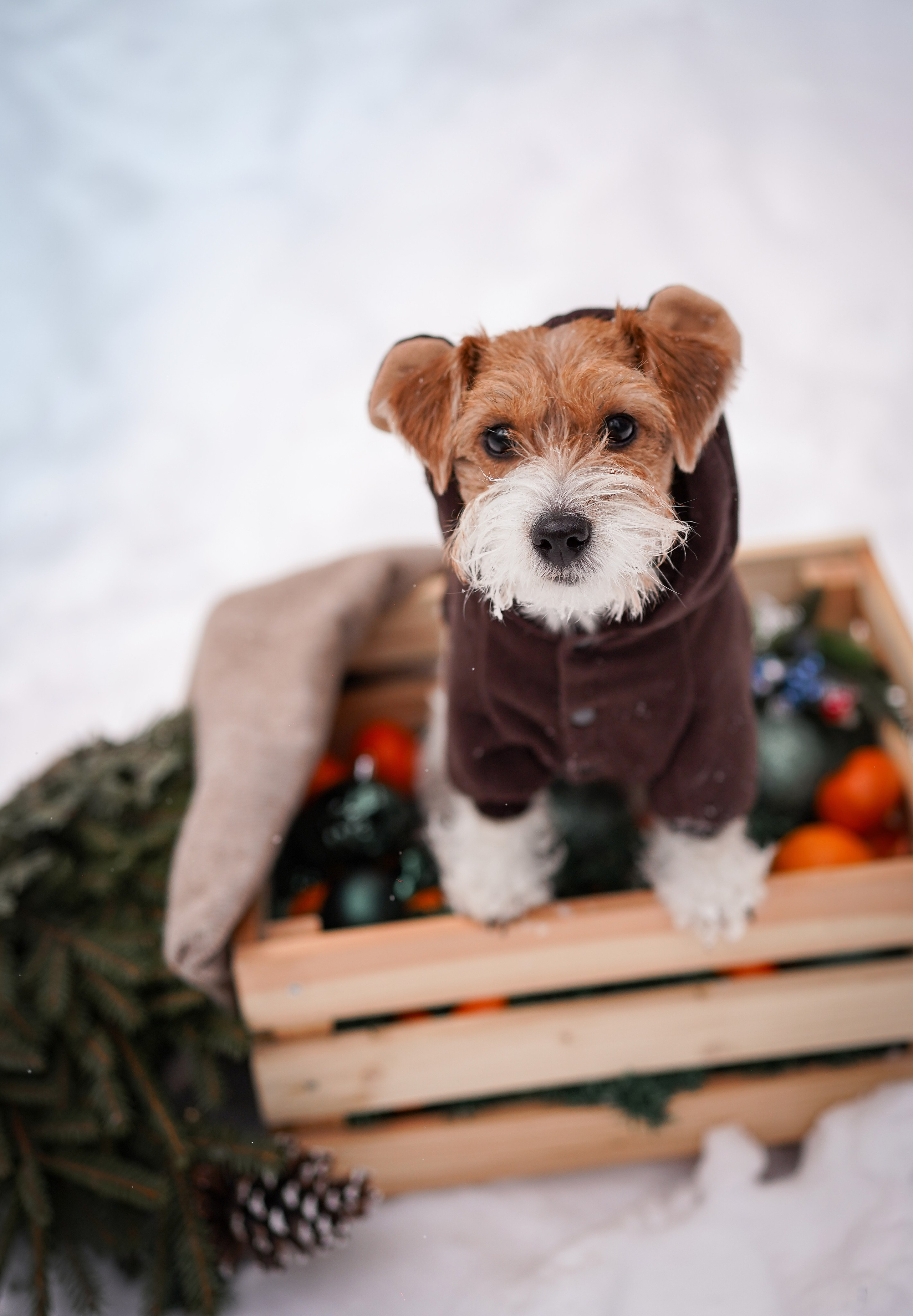 Люба и Тося. Фотограф-анималист в Санкт-Петербурге Яна Мартынова