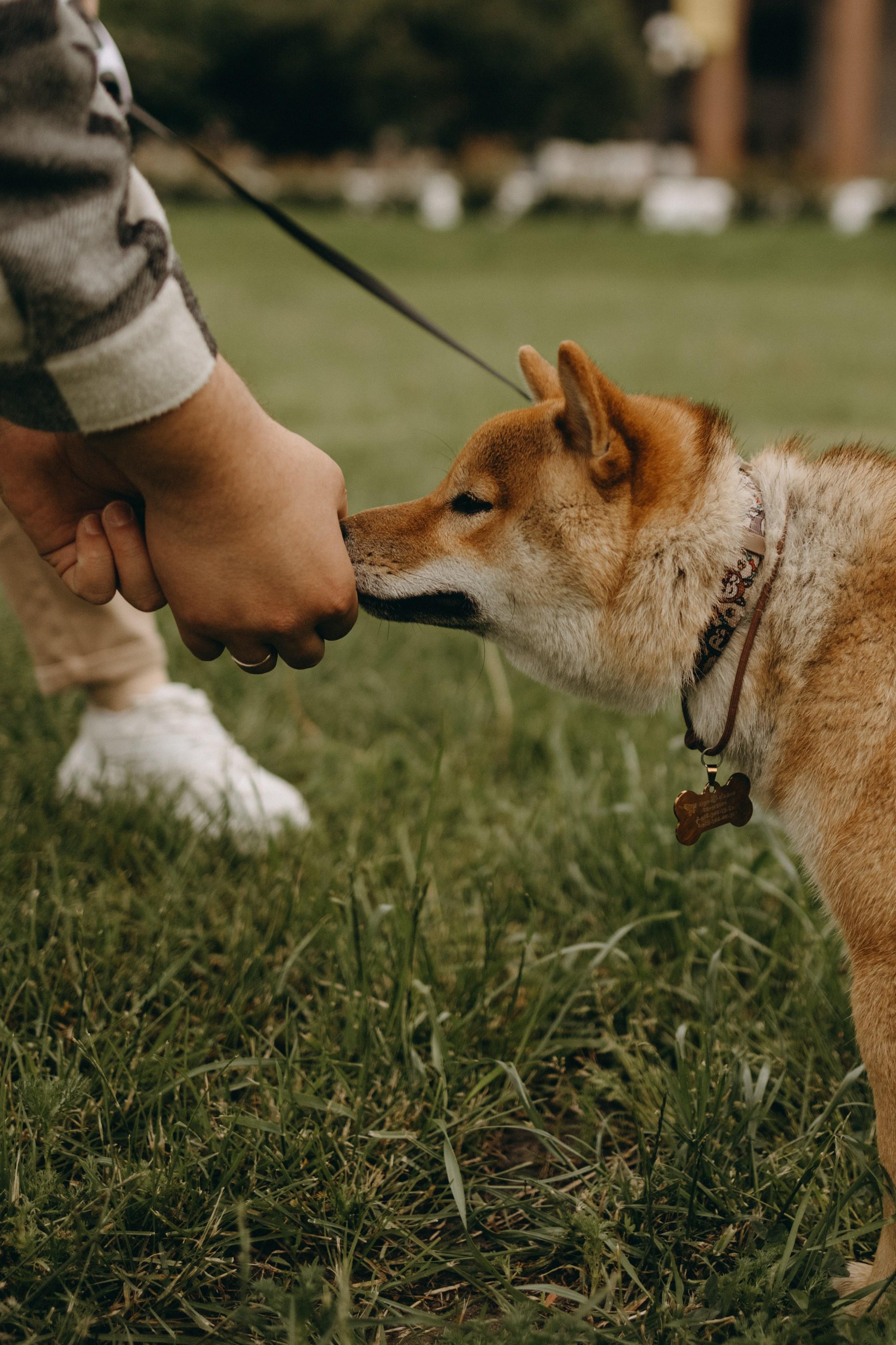 Сириус и его семья. Фотограф — Анималист | Санкт-Петербург