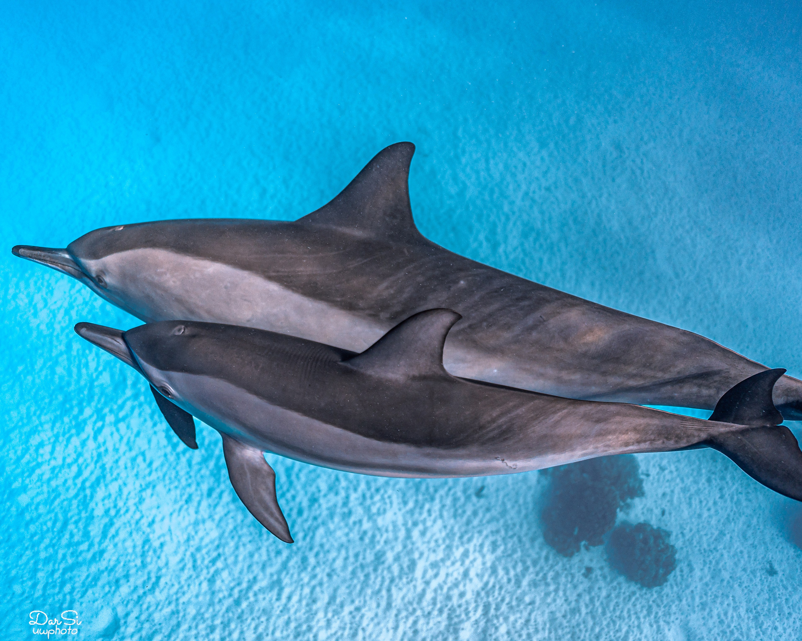 Дельфины. Подводный фотограф на Филиппинах Синицина Дарья
