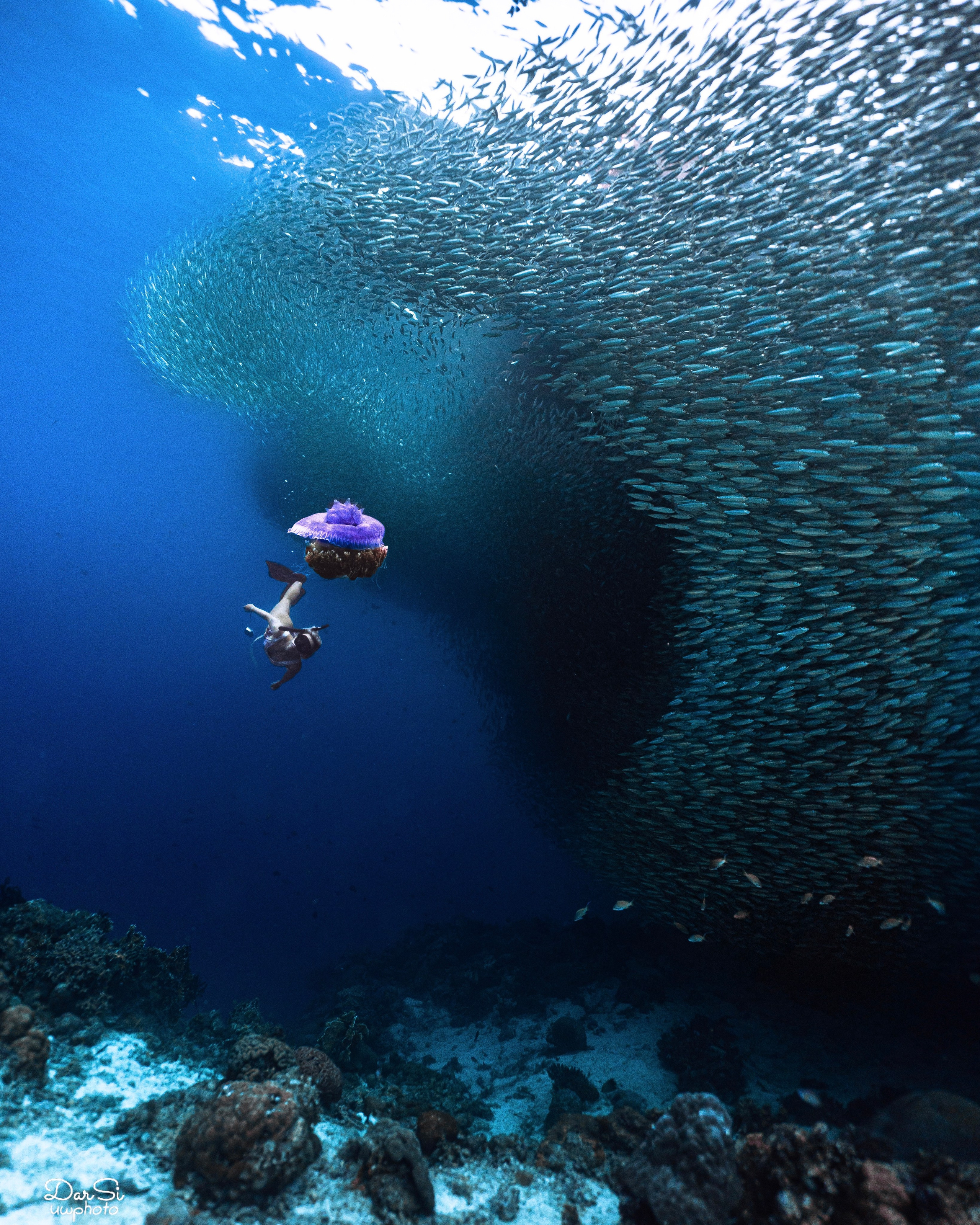 Фотосессия с сардинами (+каньон). Underwater Photographer in the Philippines — Daria Sinitsina