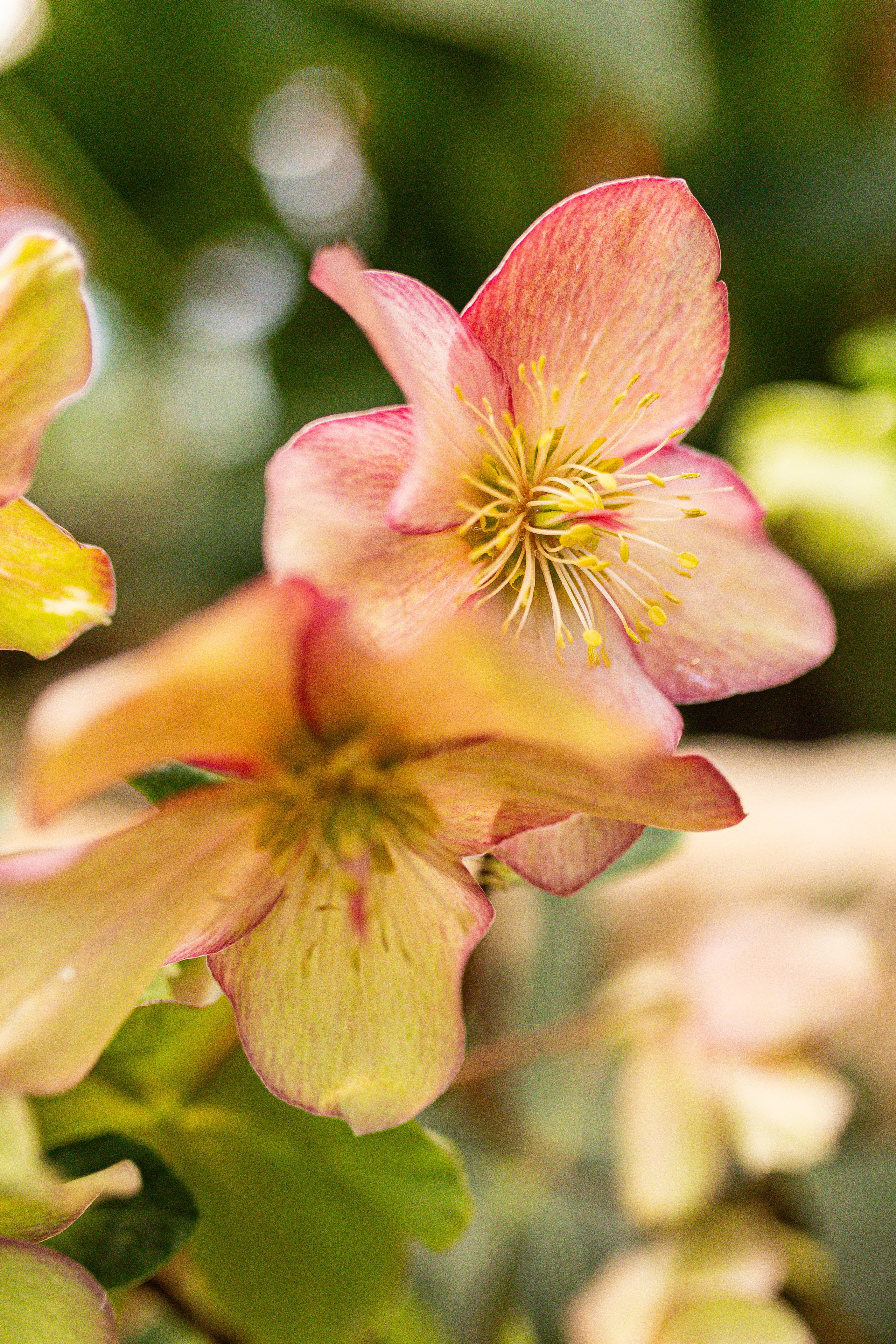 Аптекарский огород МГУ. Китай. Александра Куликова фотограф, Москва