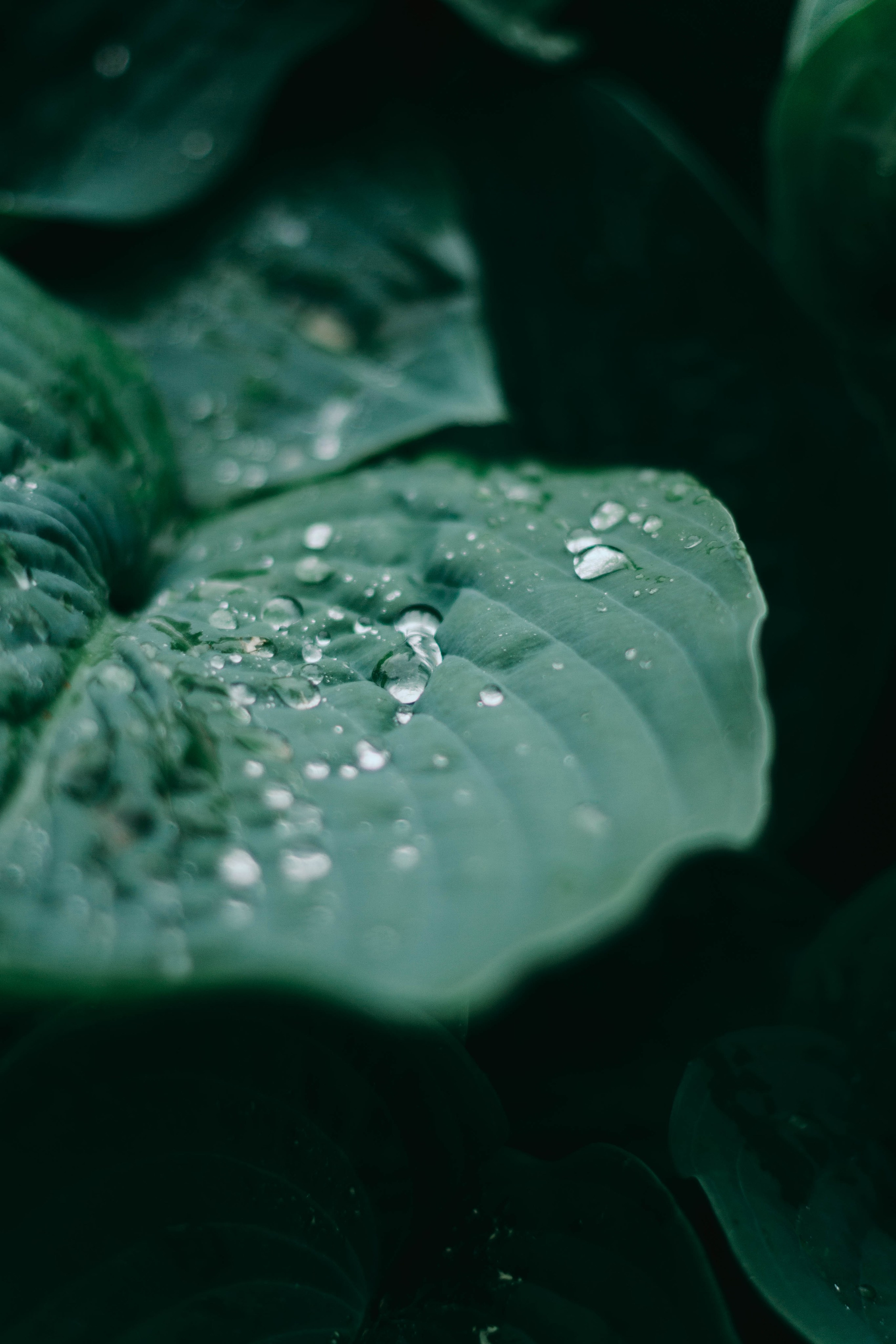 Аня и Павел. Свадебный фотограф в Санкт-Петербурге Рина Евтеева