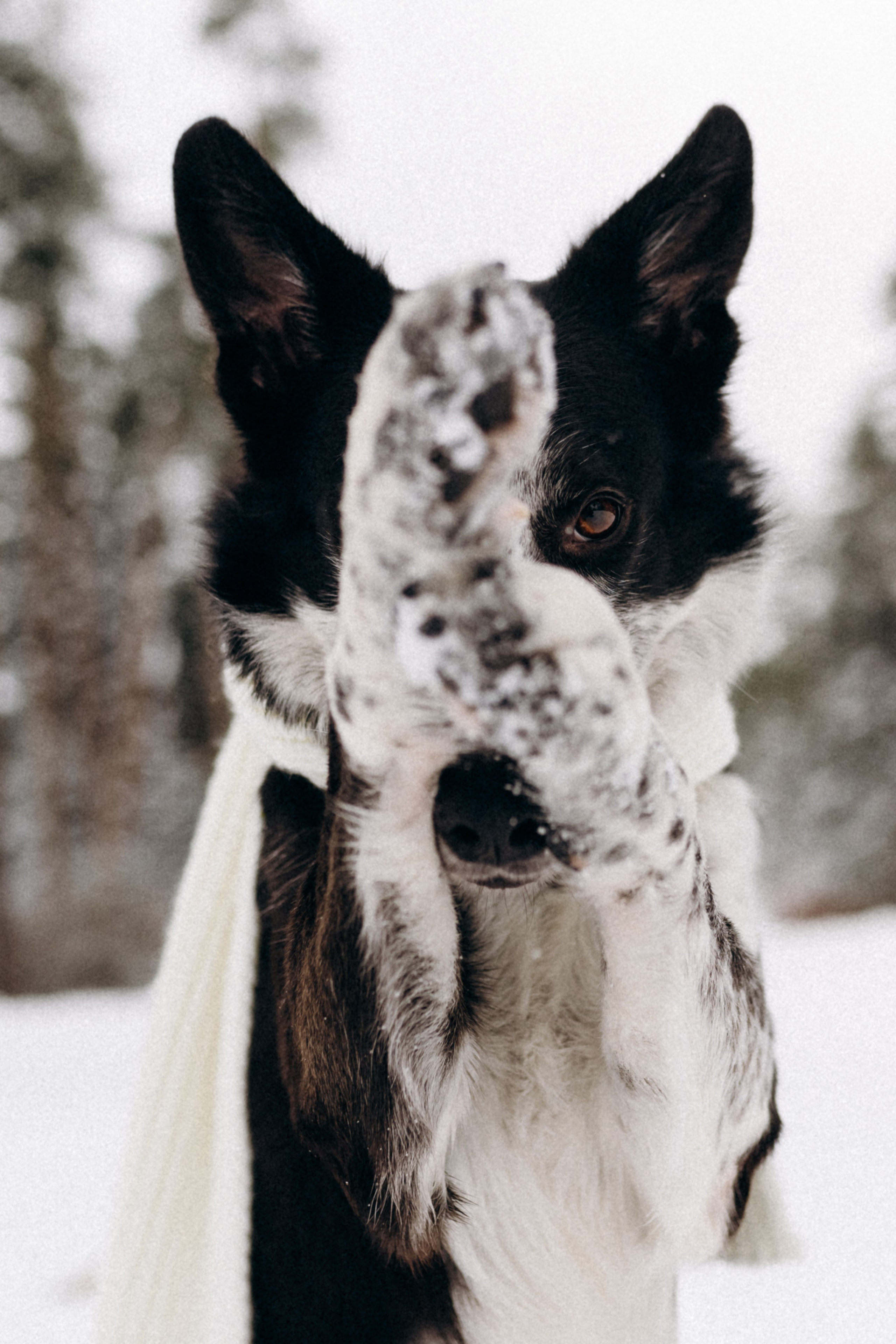 Аня и Милан. Фотограф анималист в Москве Ольга Агушева