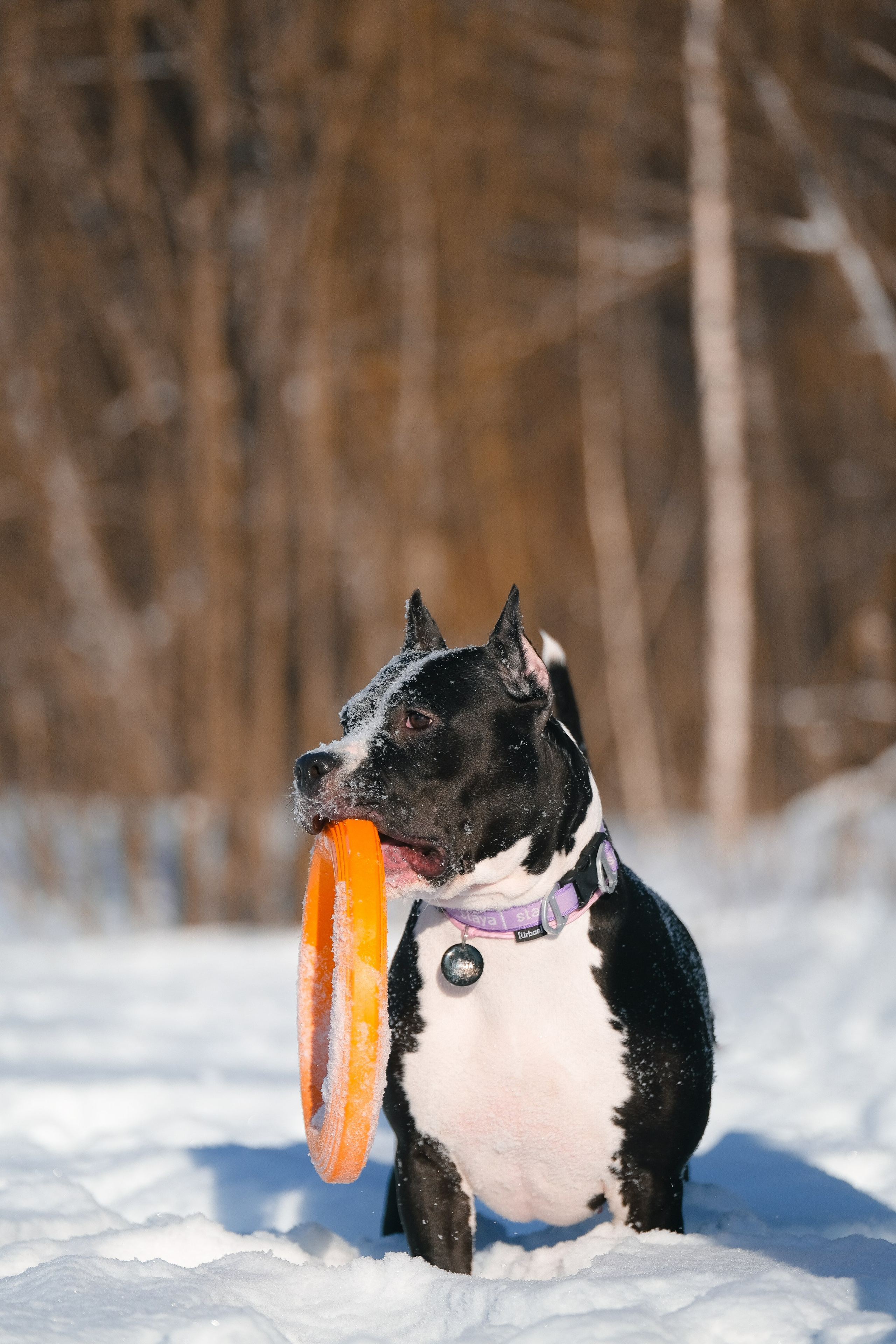 Баста и Эйгон. Фотограф и видеограф анималист Аганина Дарья