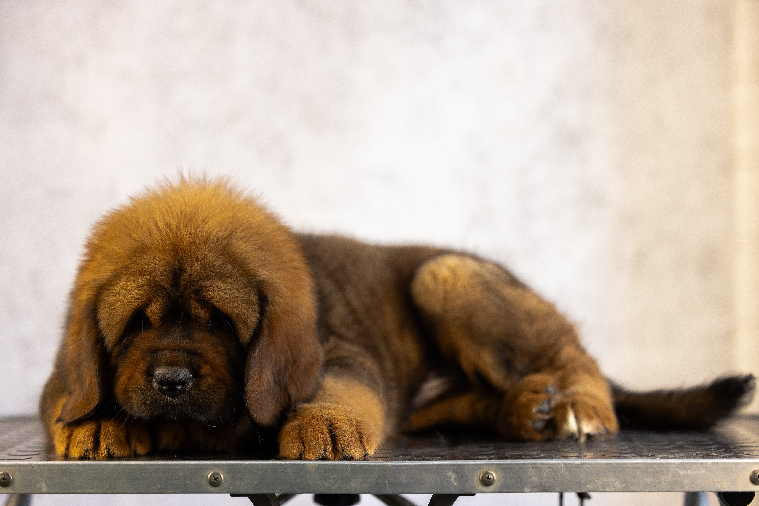 Тибетский мастиф. Фотограф и видеограф анималист Аганина Дарья
