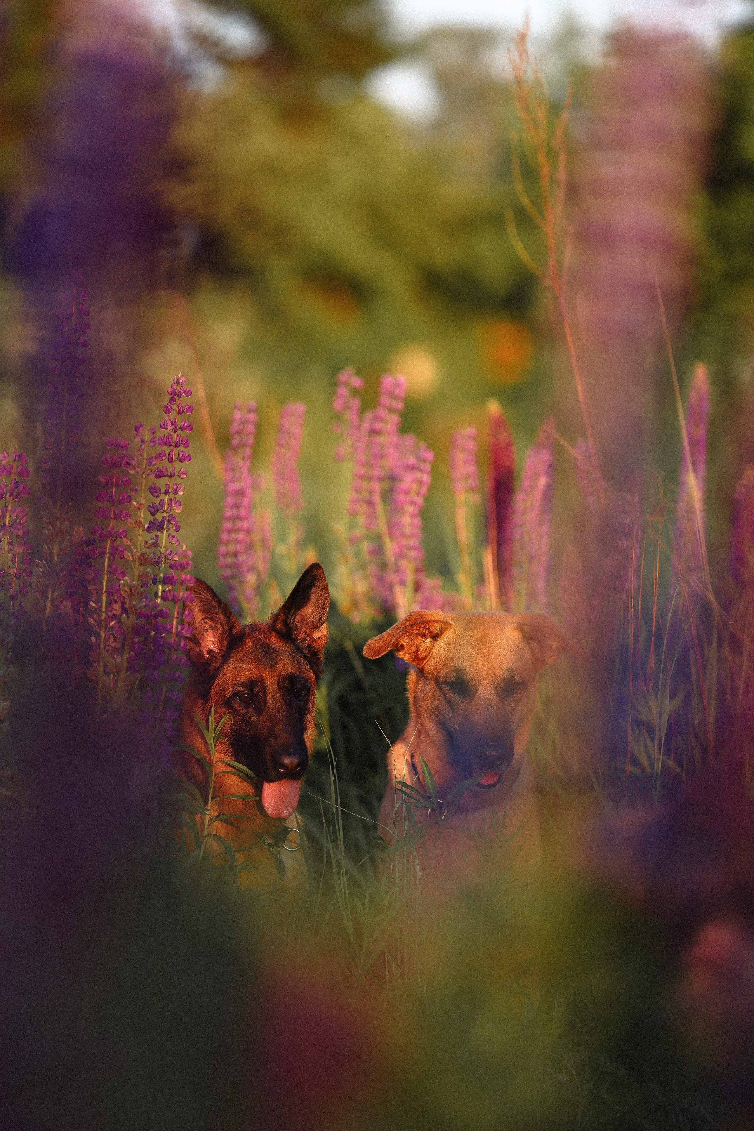 Тео и Гуччи. Фотограф и видеограф анималист Аганина Дарья