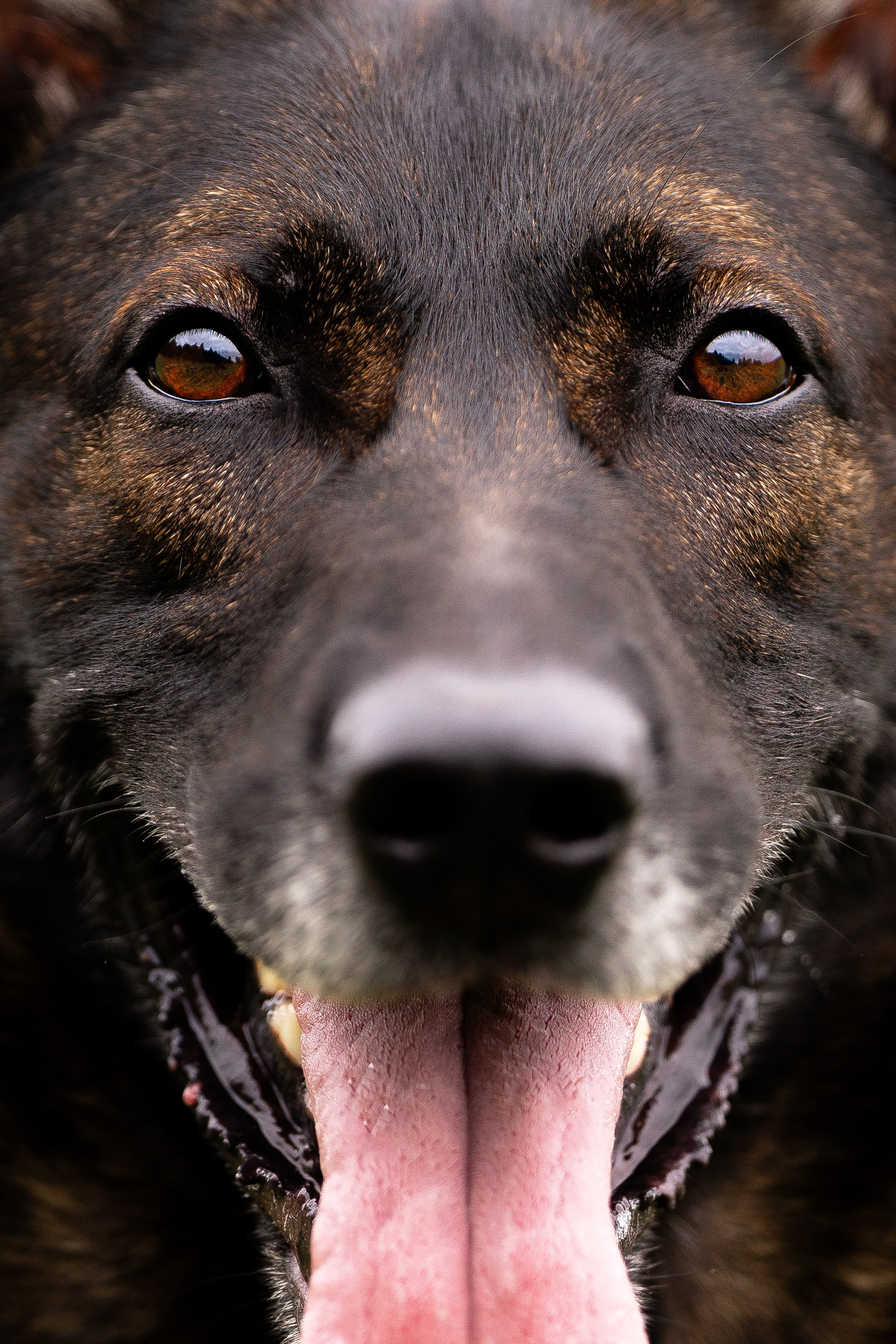 Макс. Фотограф и видеограф анималист Аганина Дарья