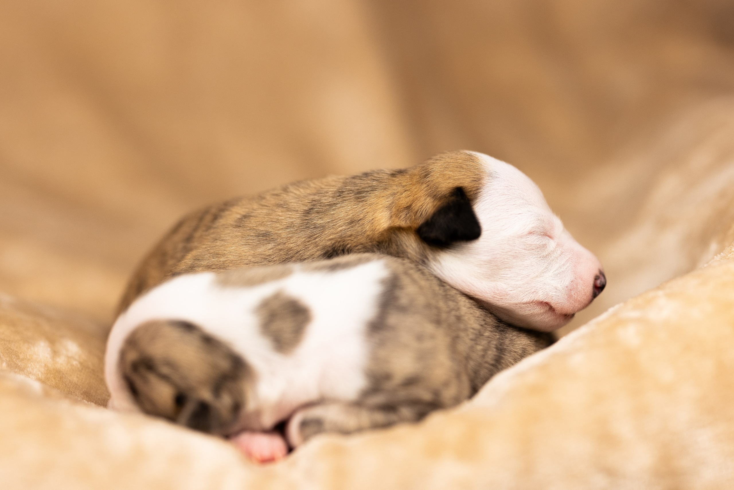 Уиппет. Фотограф и видеограф анималист Аганина Дарья
