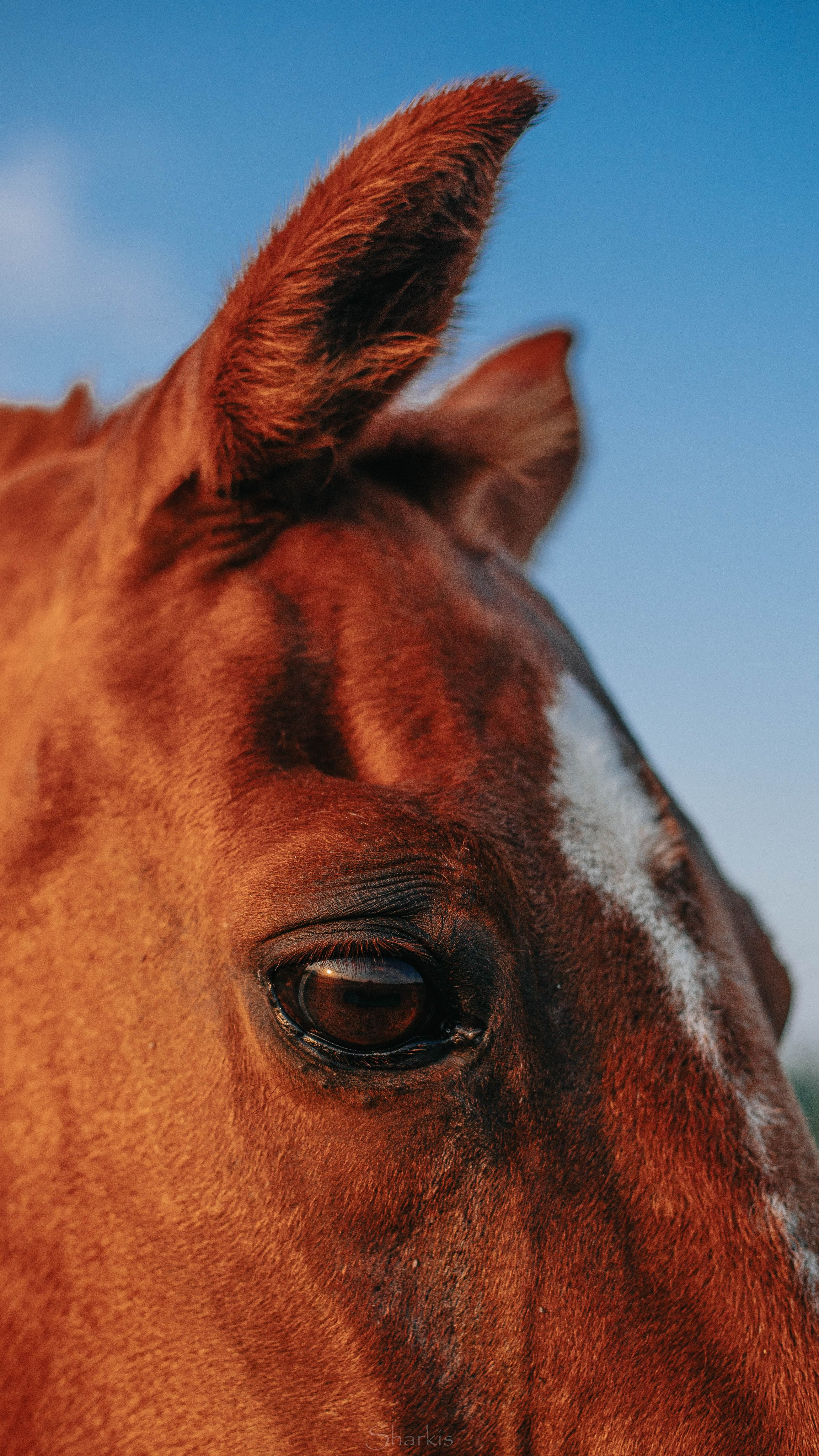 Аня и Гас. Главная