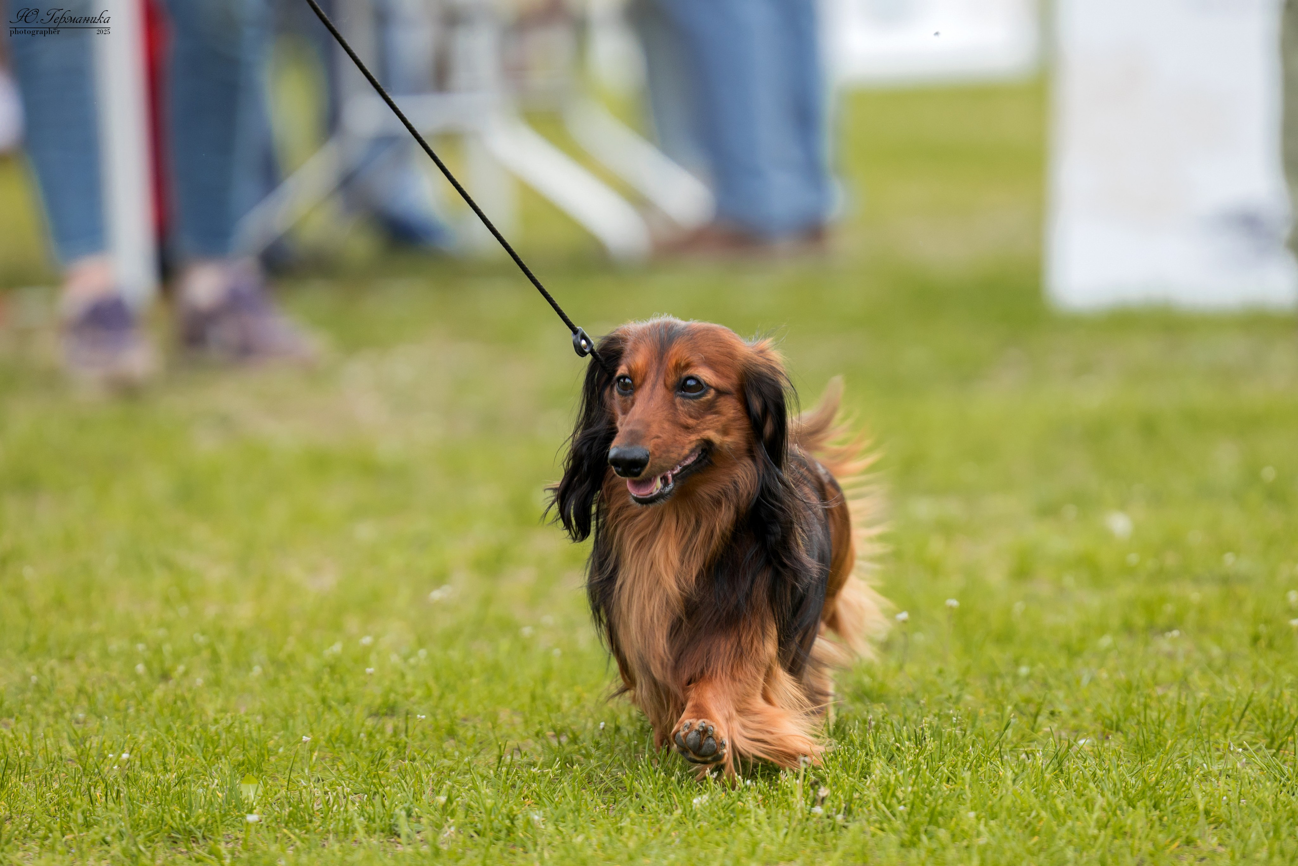 Суздаль(Владимир)17-18.05.2025. Фотограф-анималист Юлия Германика