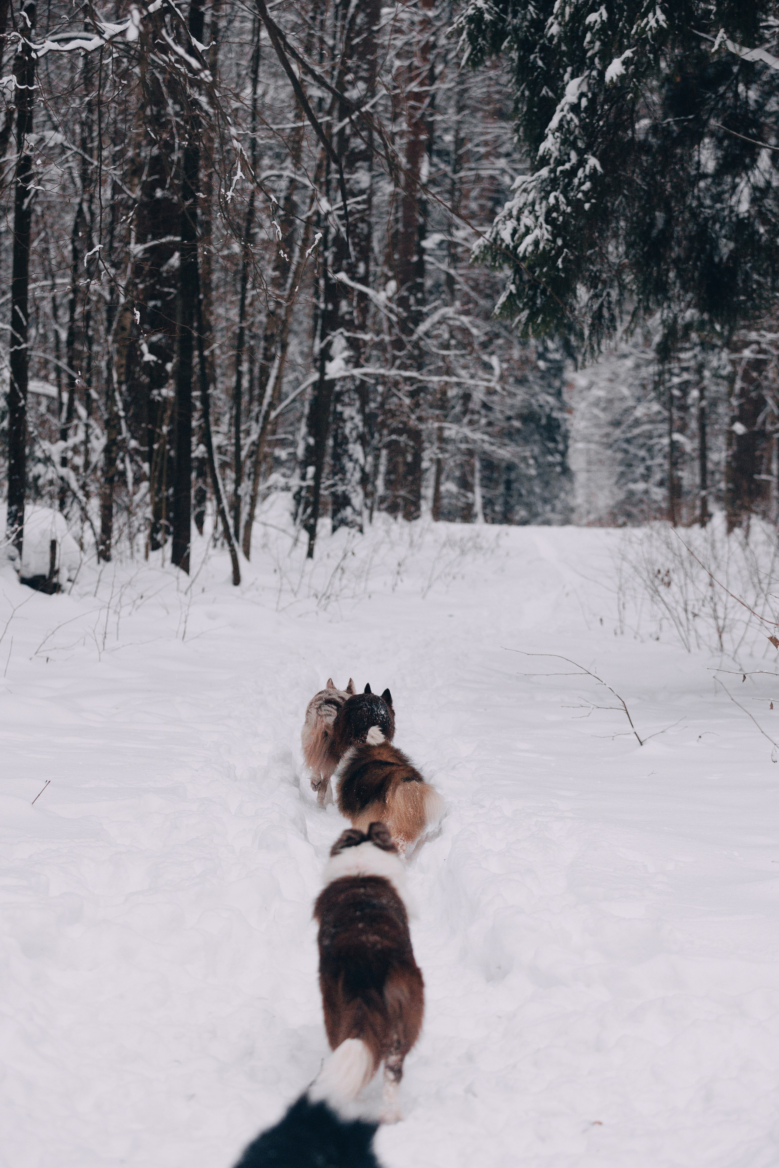 Даша и компания. Фотограф анималист Кристина Карпова, Москва