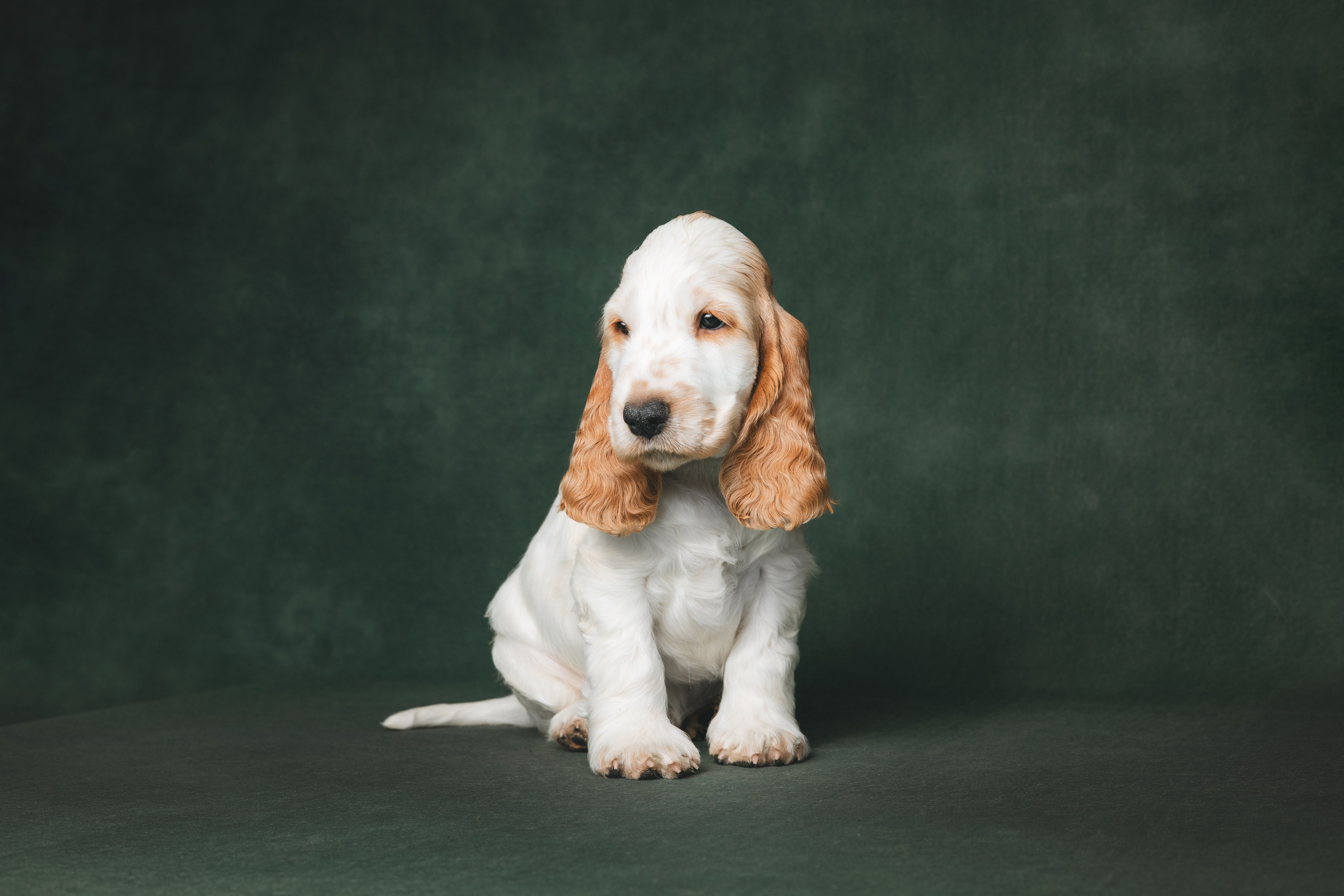 Английские коккер-спаниели. Фотограф анималист Осипчикова Мария