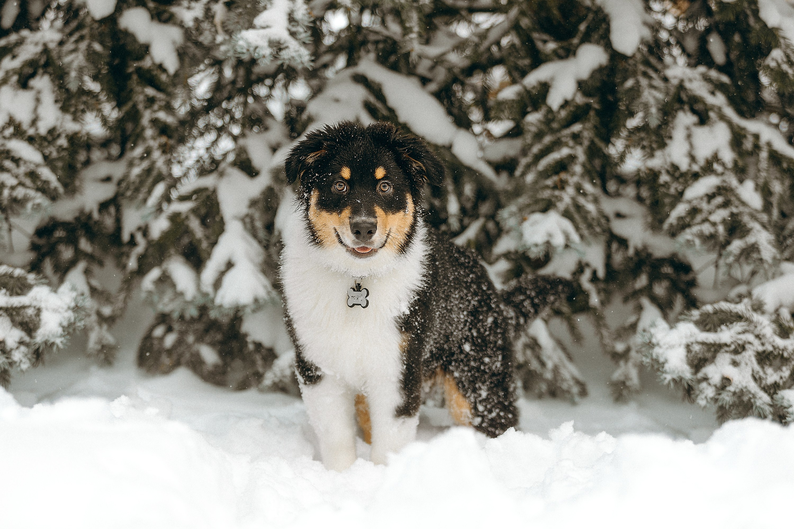 Рей со своей семьей. Фотограф. Фотограф-анималист. Москва