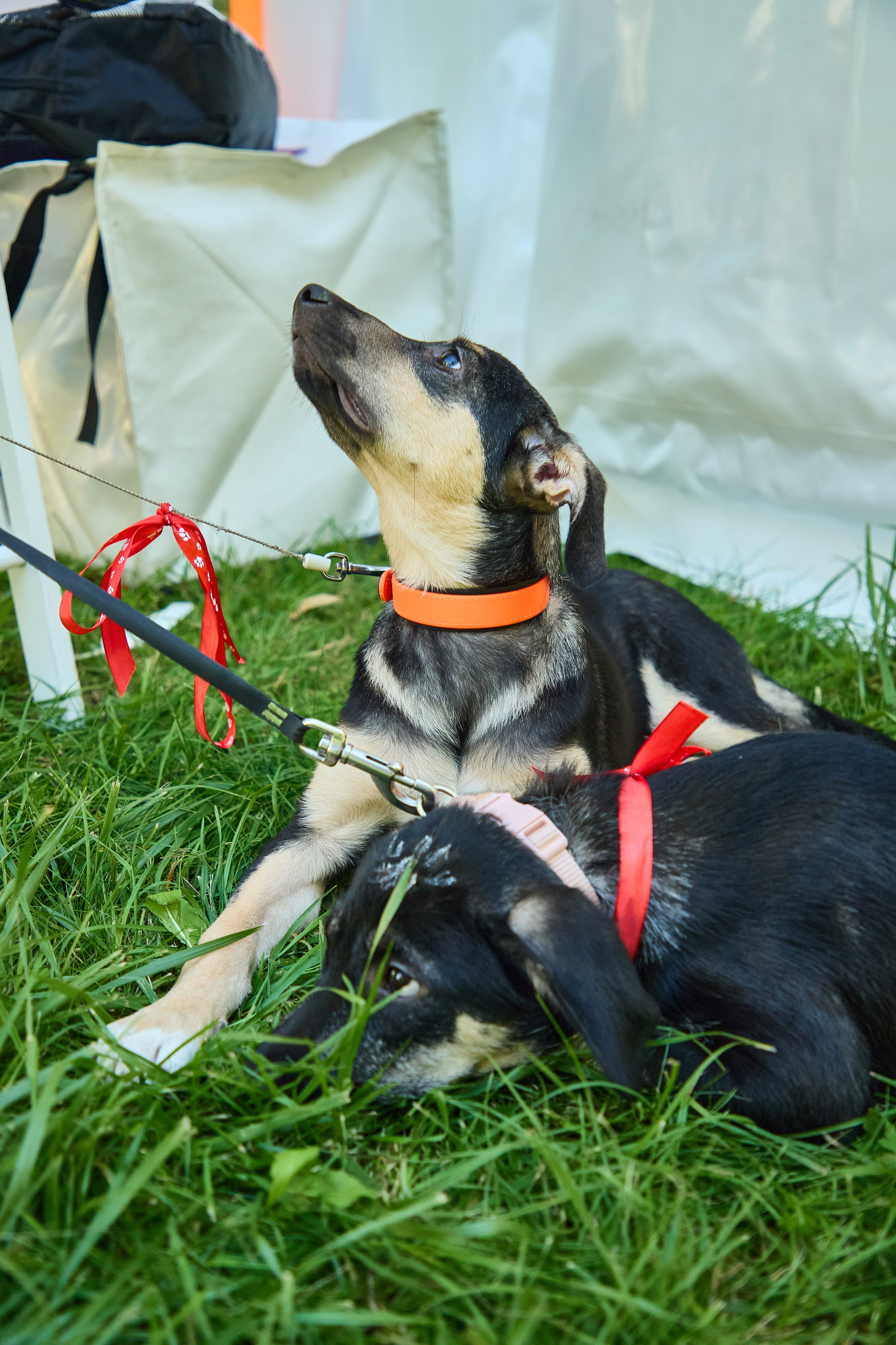 День защиты Питомцев х ТАСС х Союз ветеринаров. Святослав Лебедев | Рекламный фотограф — Коммерческая съемка, Арт-дирекшн, AI-интеграция