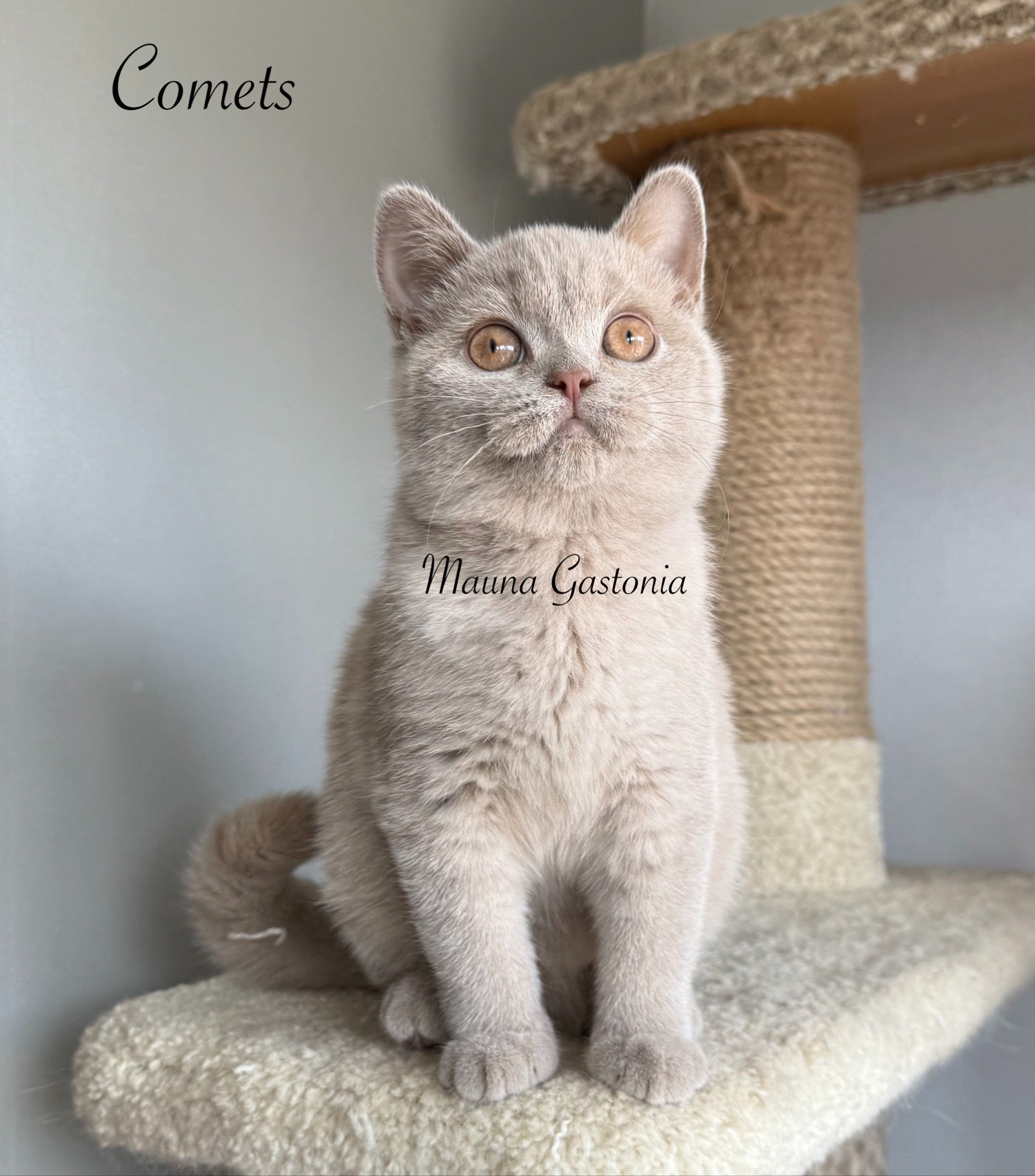 Comets. Mauna Gastonia