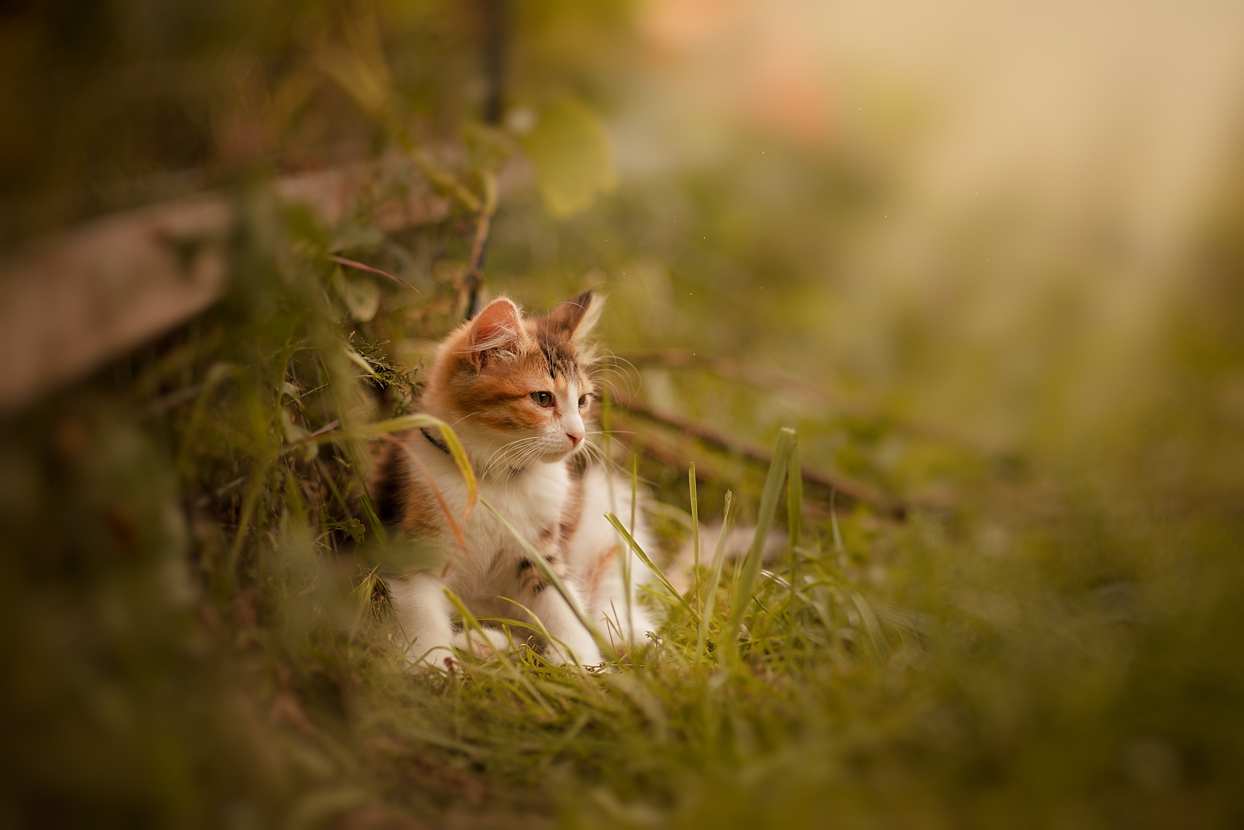 Анималистика. Фотограф Москва — Серпухов — Таруса Ольга Кокеткина