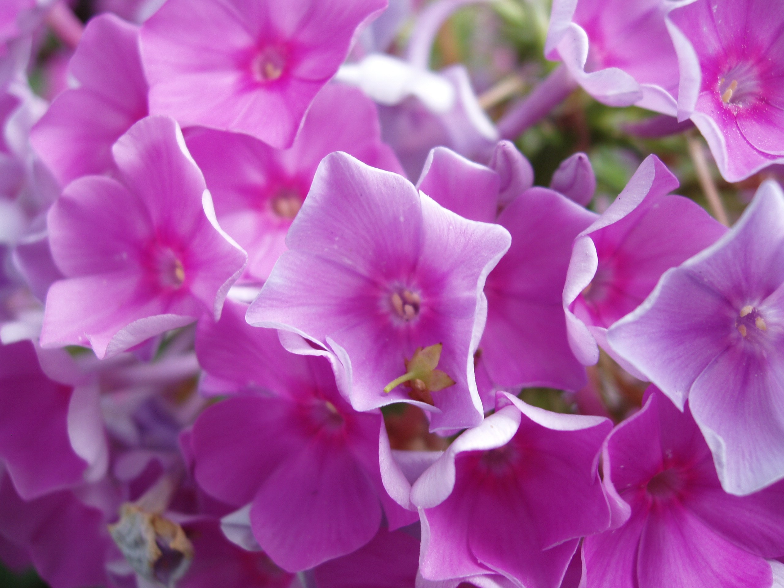 Отпуск 20.07-17.08. Семейный, Свадебный фотограф СПБ Питер— Романова Екатерина