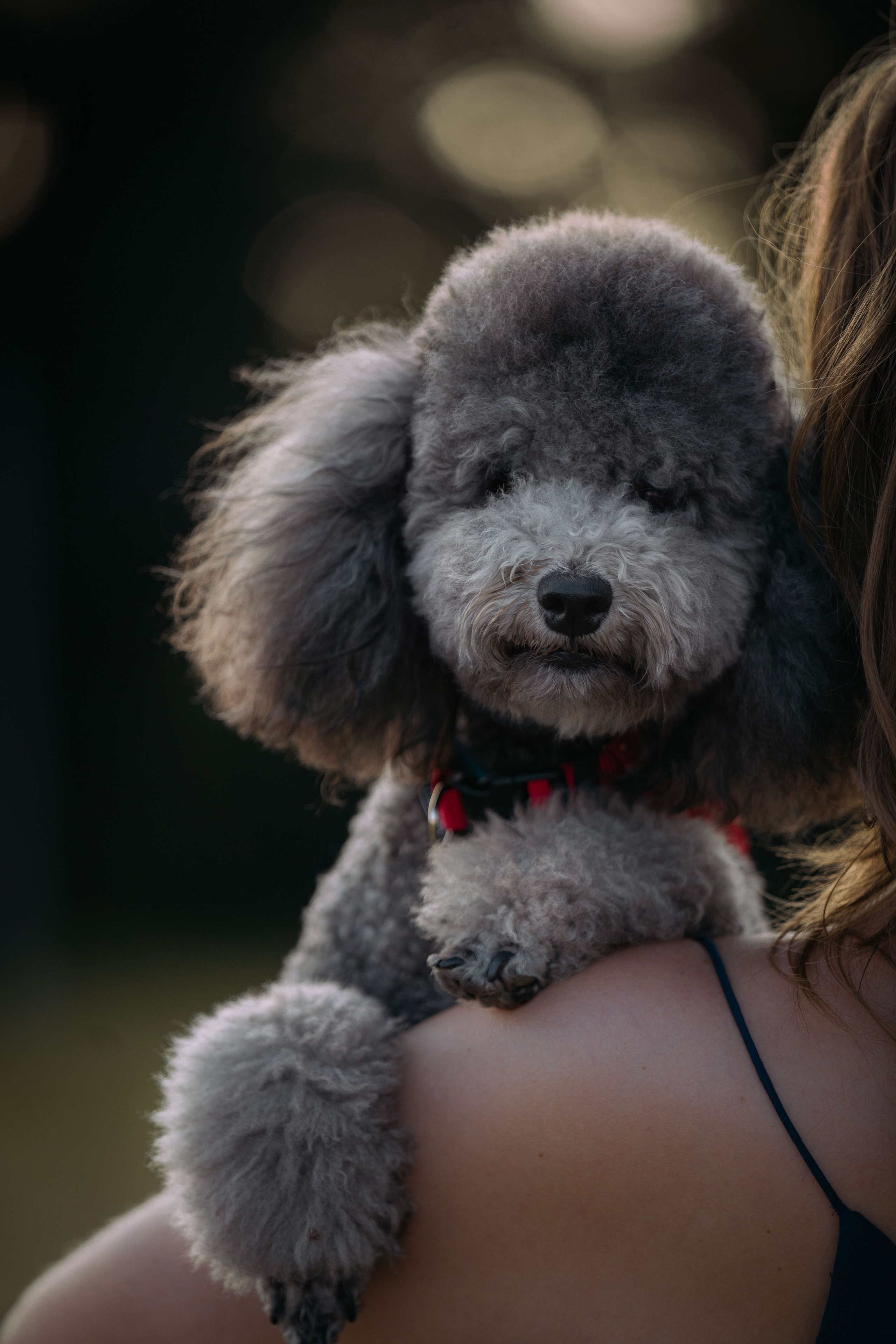 В Белграде на набережной. Фотограф анималист