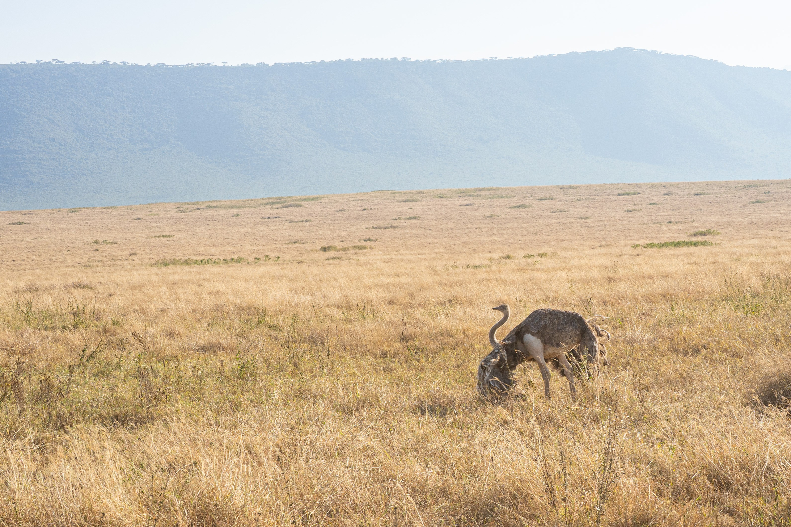 Танзания, сафари, 2025. Творческие сьемки