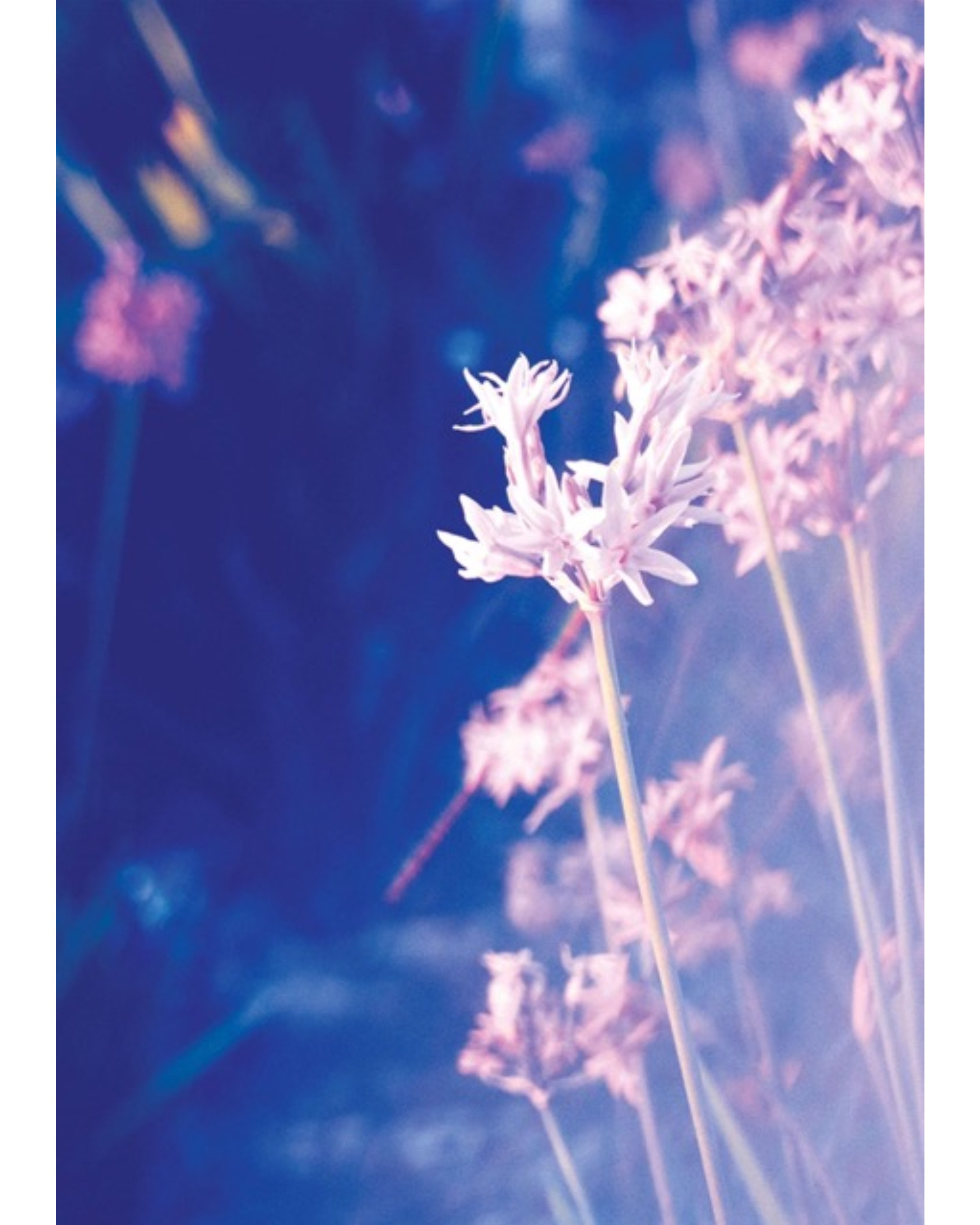SHOP. OLGA NEFF. Artist. Visual, Music, Poetry