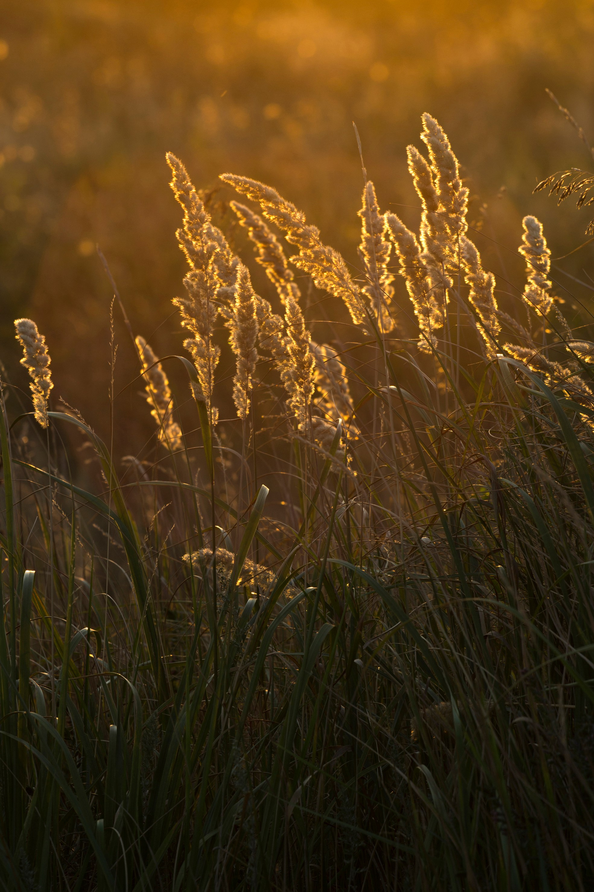 Природа. Команда фотографов Кристины Ивановой