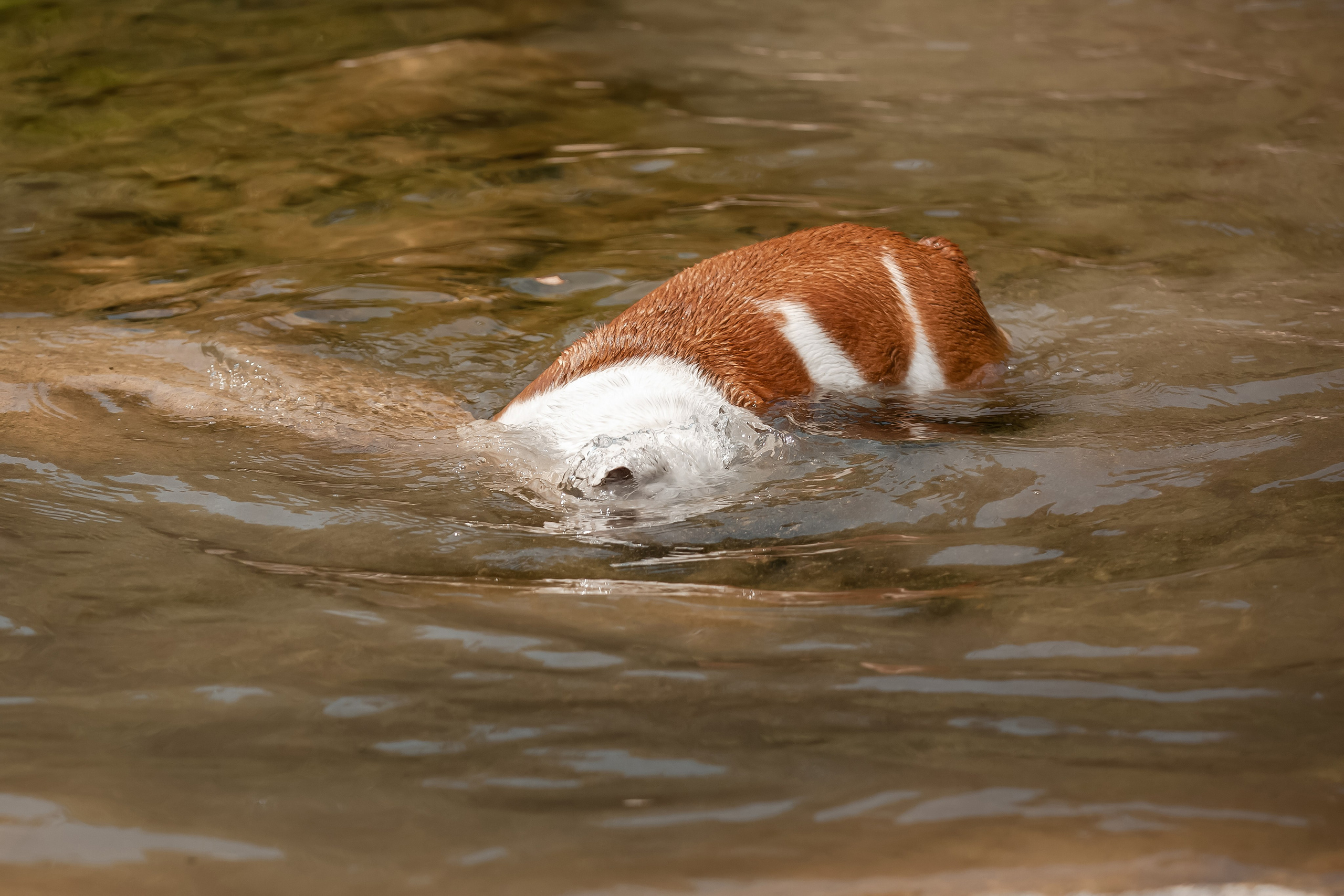 Фотосессия английского бульдога на речке. Фотограф-анималист в Краснодаре Маша Мельникова