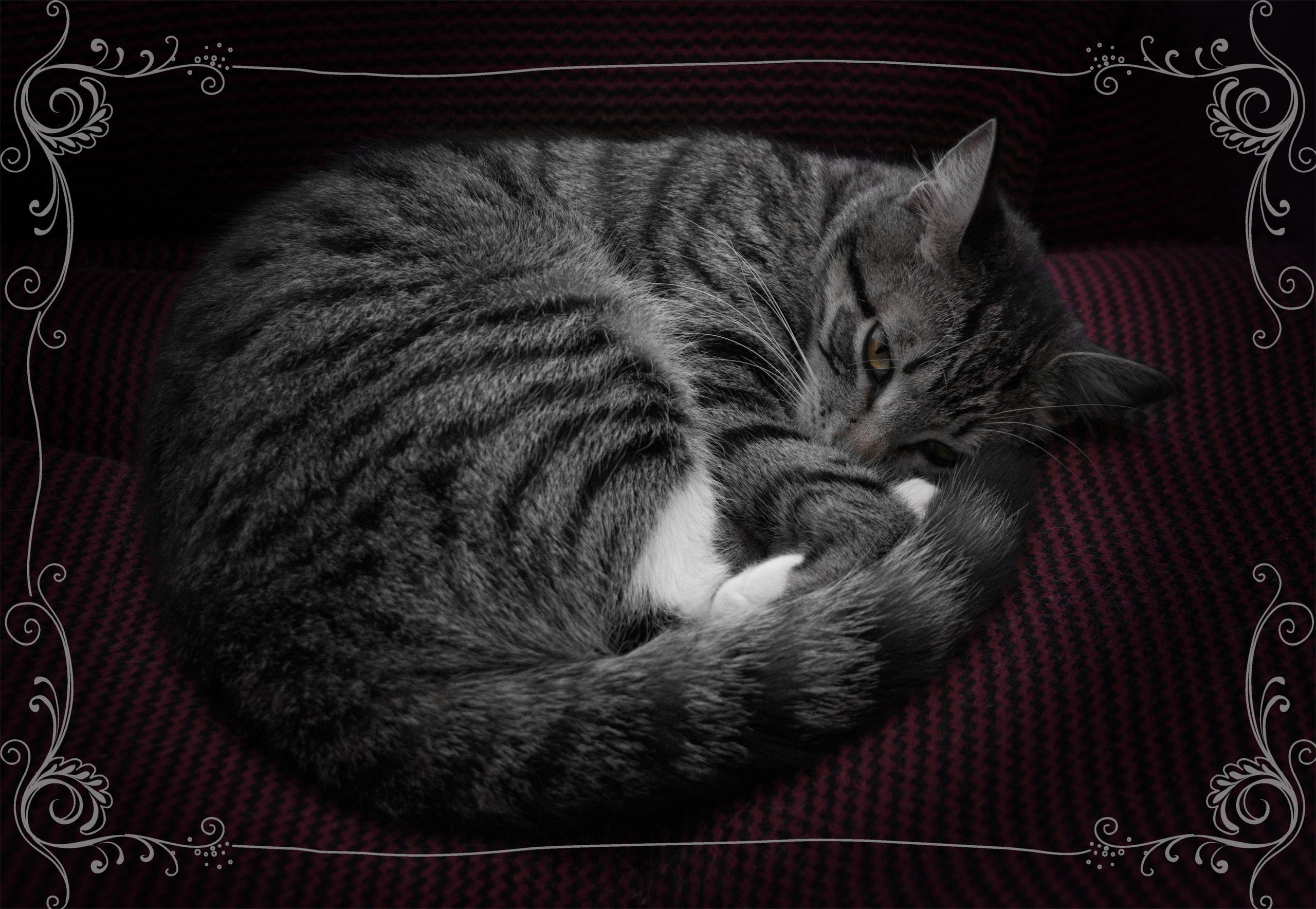 Прошка. Вадим Шейдин