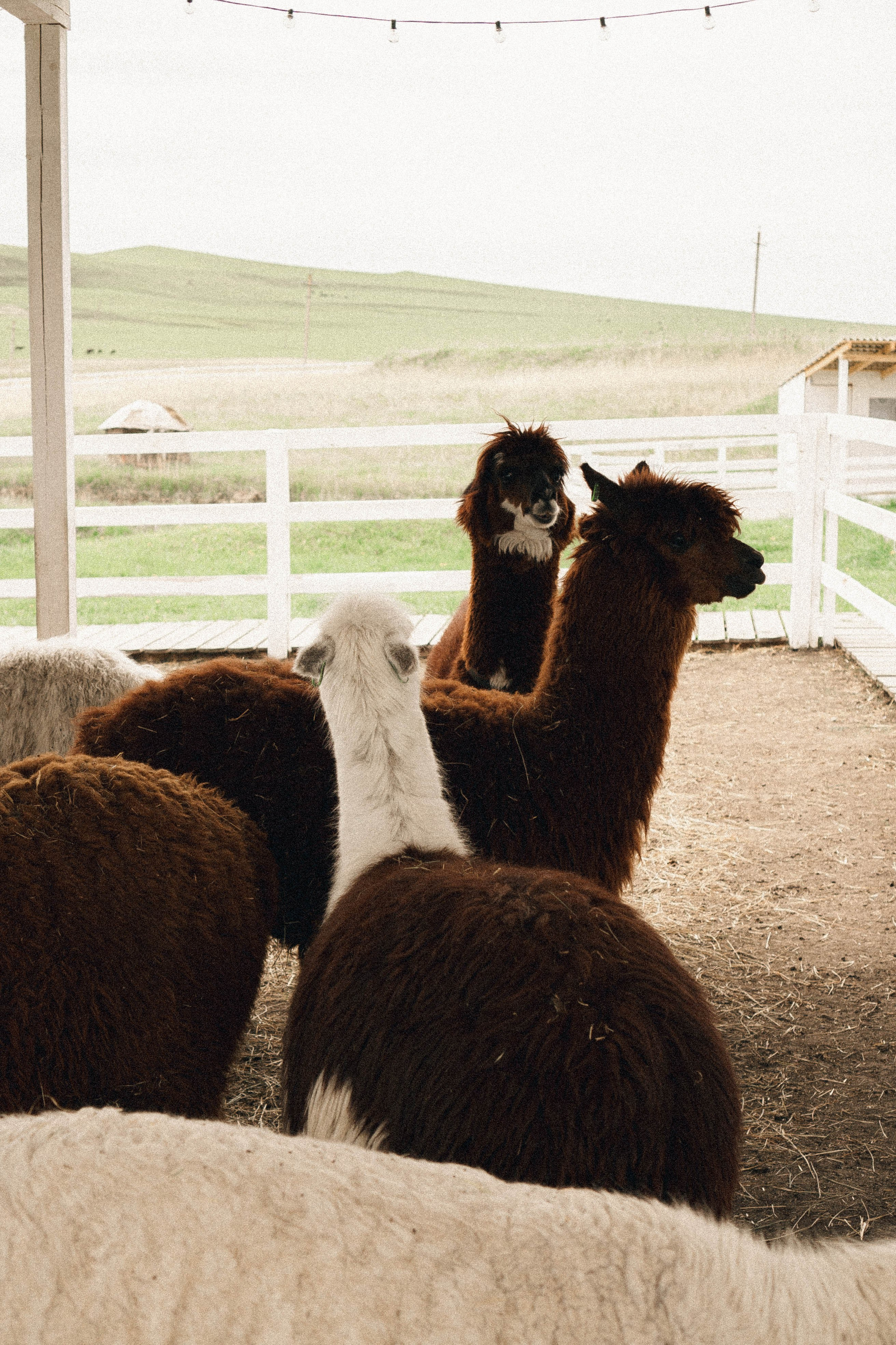 Ферма Альпак. Профессиональный фотограф, Санкт-Петербург — Виктория Богомолова