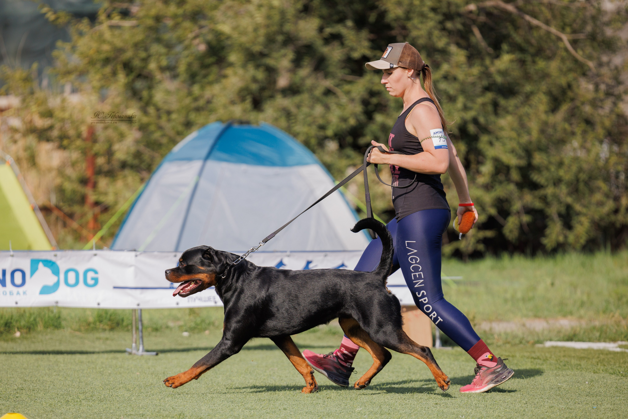 Анапа ротвейлеры 14-15.09.2024. Фотограф-анималист Юлия Германика