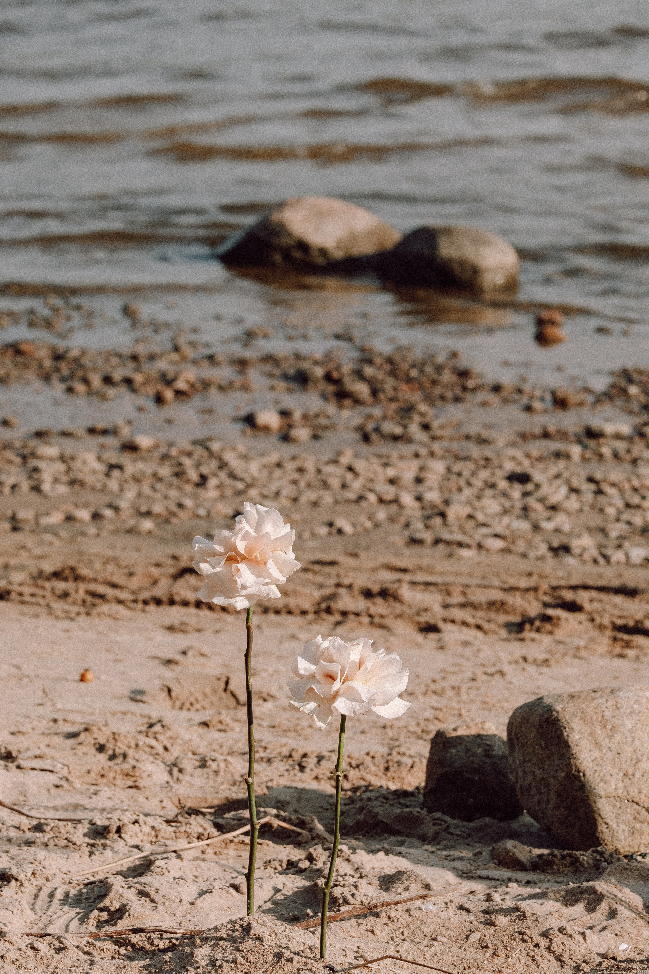 СВАДЕБНАЯ ФОТОСЕССИЯ ВЫЕЗДНОЙ ЦЕРЕМОНИИ (ФИНСКИЙ ЗАЛИВ). Профессиональный фотограф, Санкт-Петербург — Виктория Богомолова