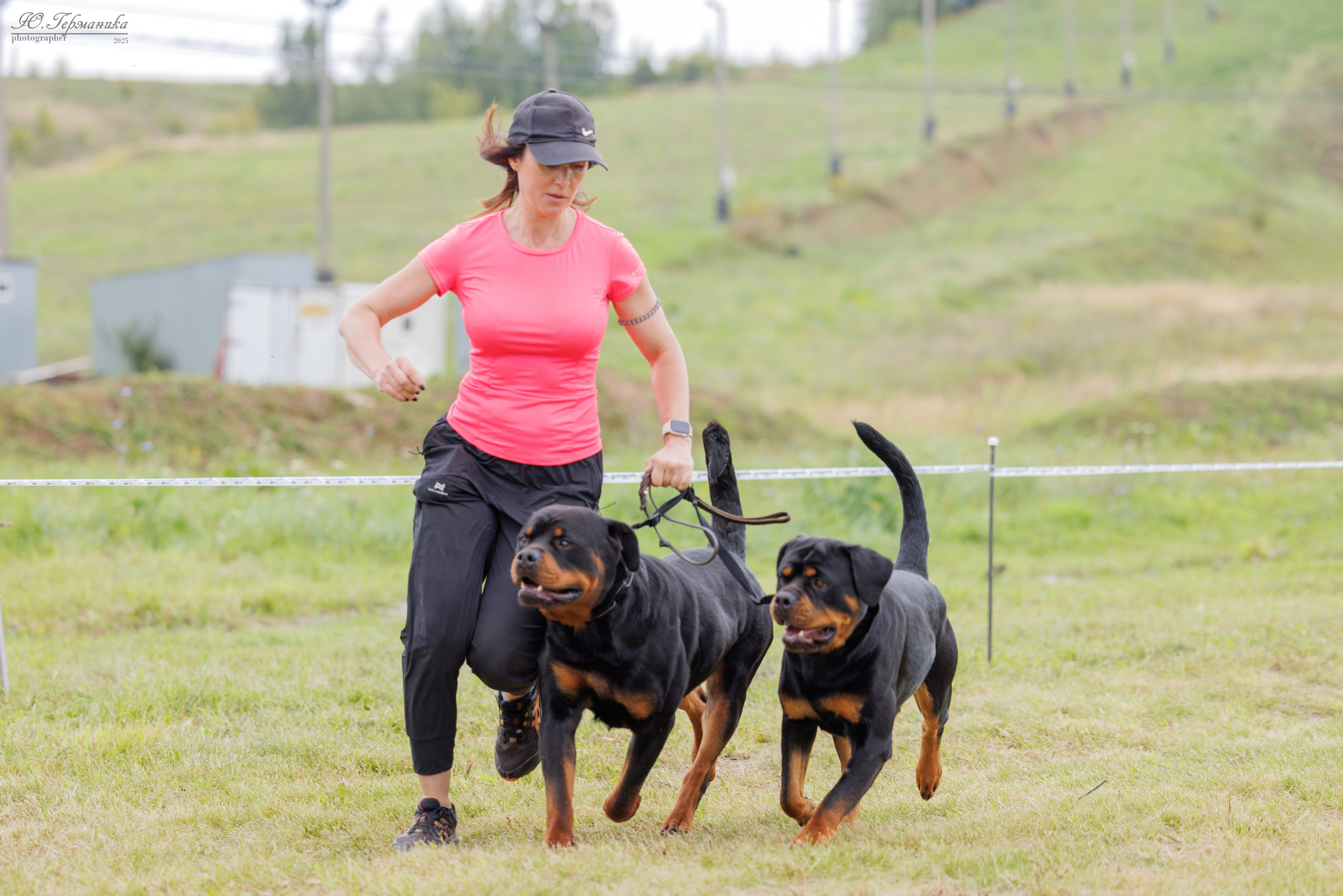 Рязань 2хмоно ротвейлеры 16-17.08.2025. Фотограф-анималист Юлия Германика