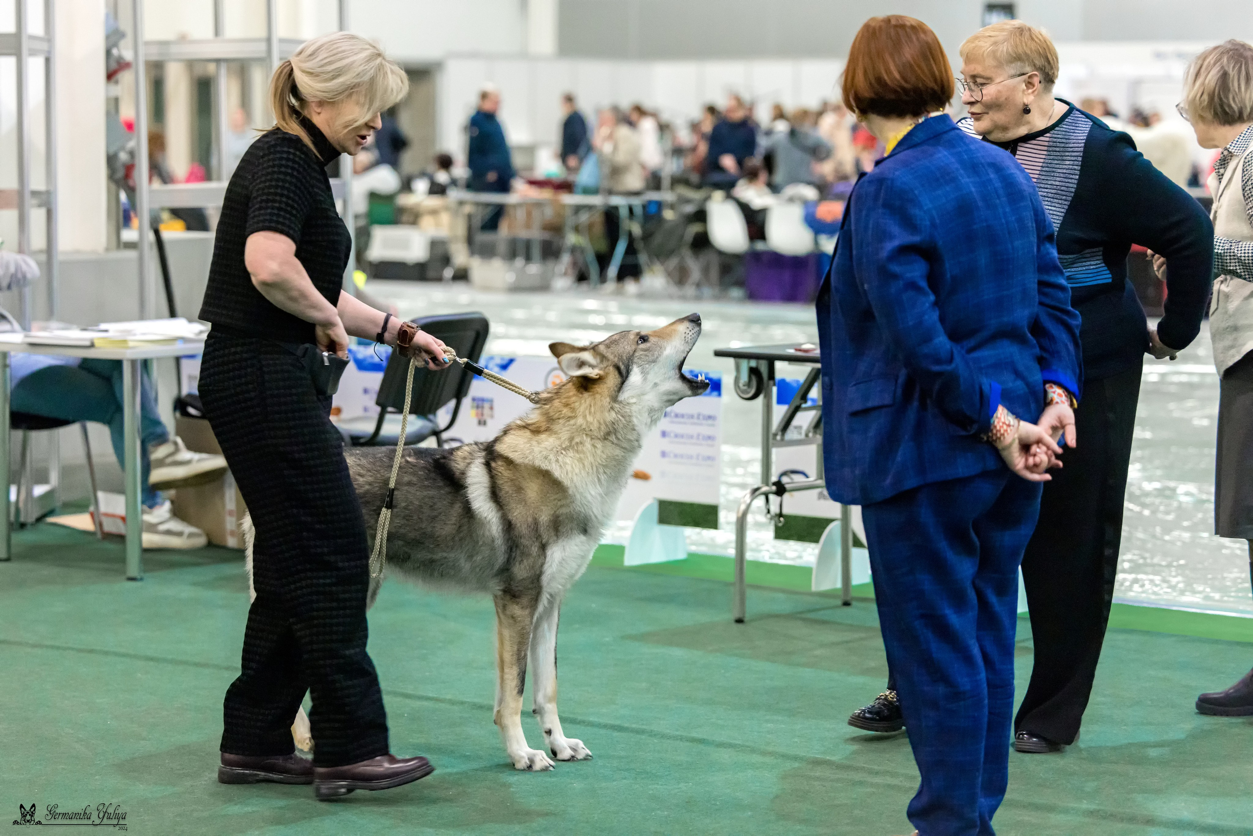 Сабанеевка 26-27.01.2024. Фотограф-анималист Юлия Германика