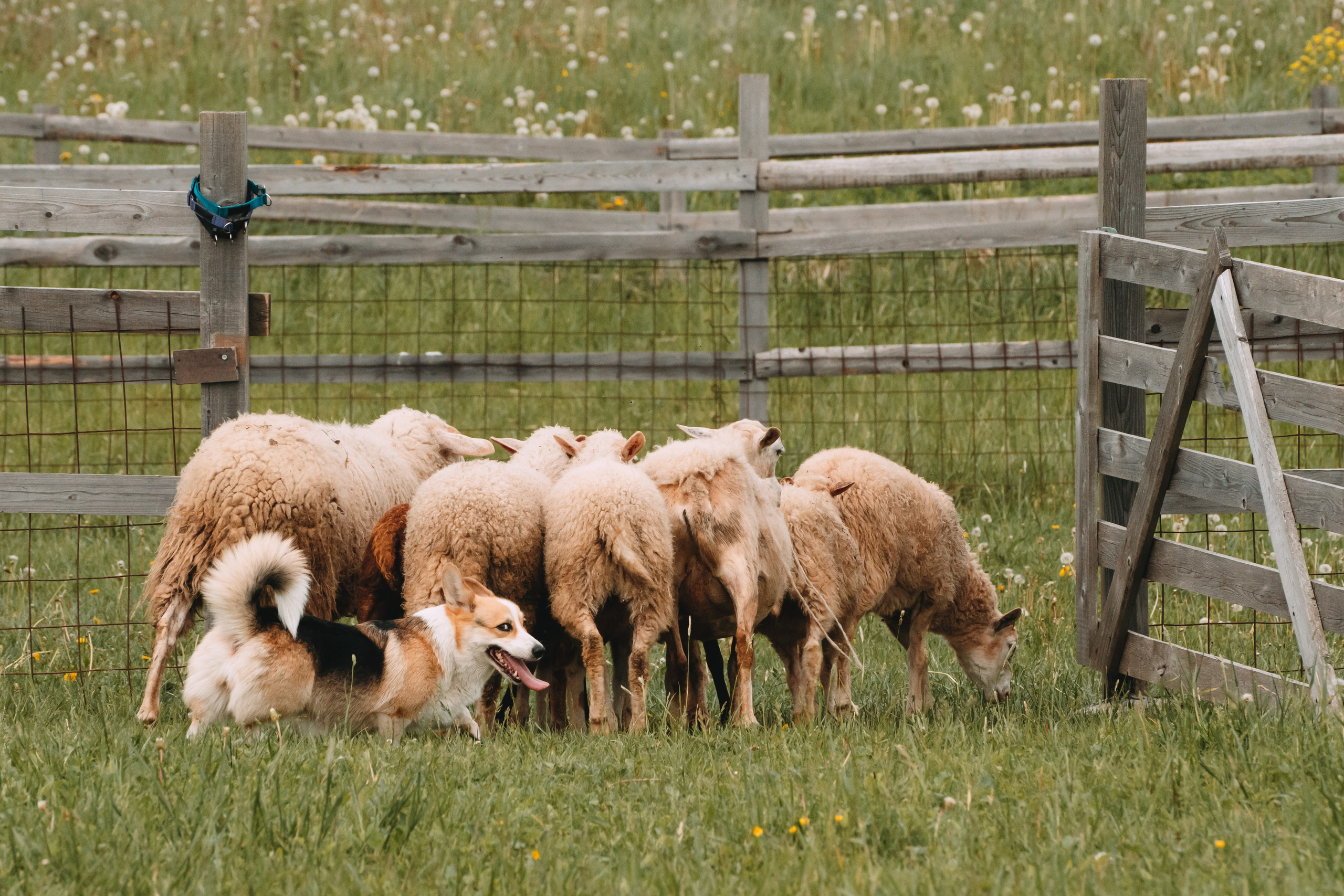Состязания по пастушьей службе 1-2.06.24, Заостровье. Фотограф-анималист Анастасия Большакова